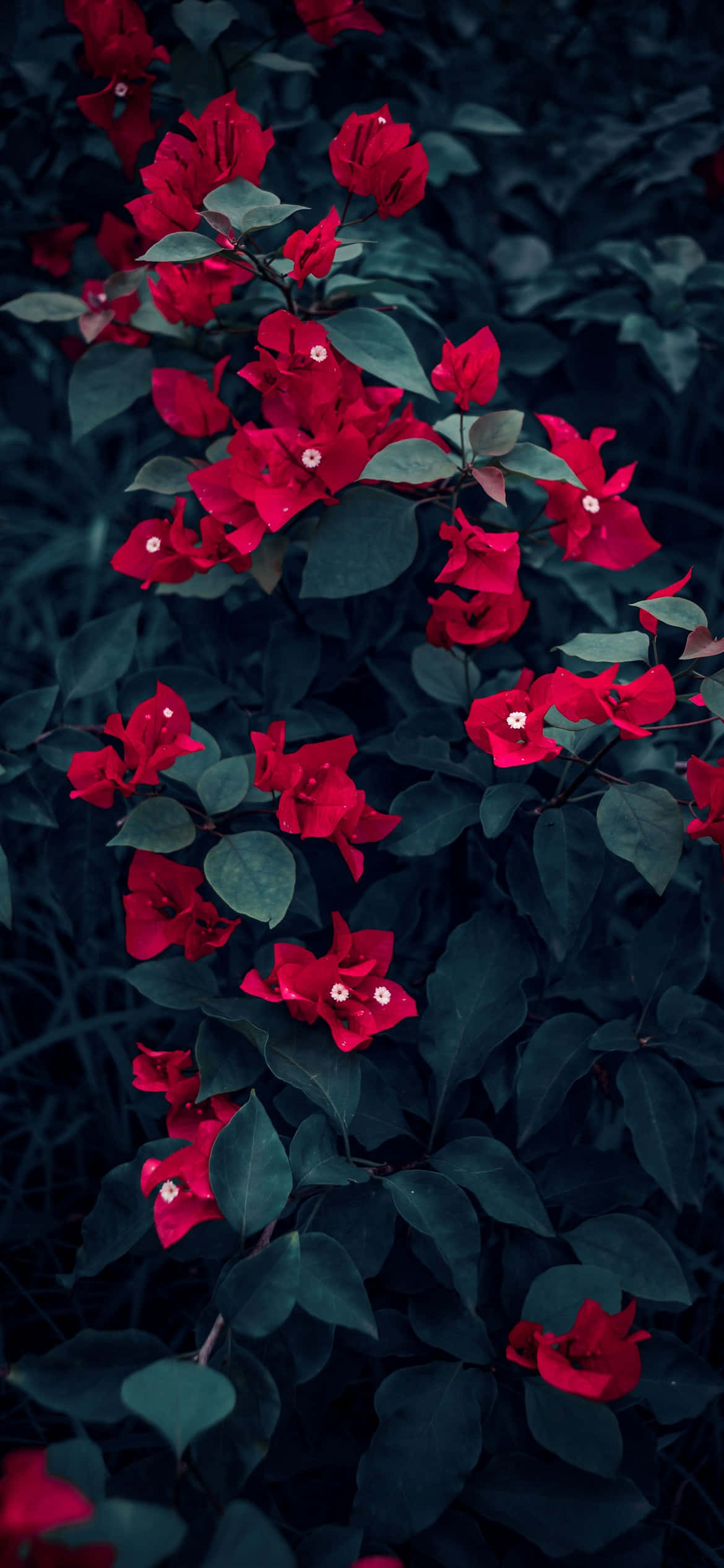 Ramo de flores coloridas contra un cielo azul Fondos de pantalla