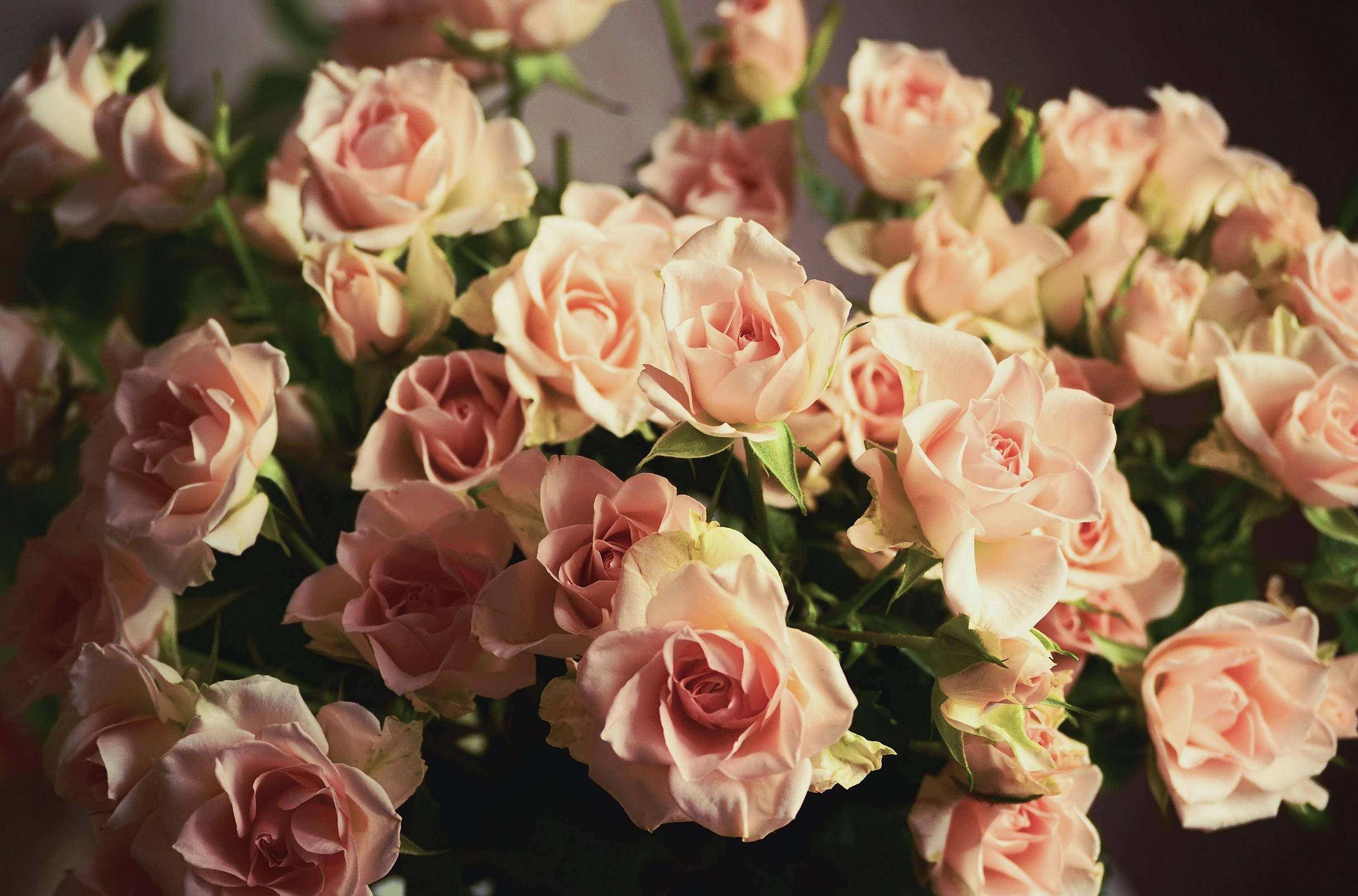 Ramo de Rosas Afiladas Fondos de pantalla