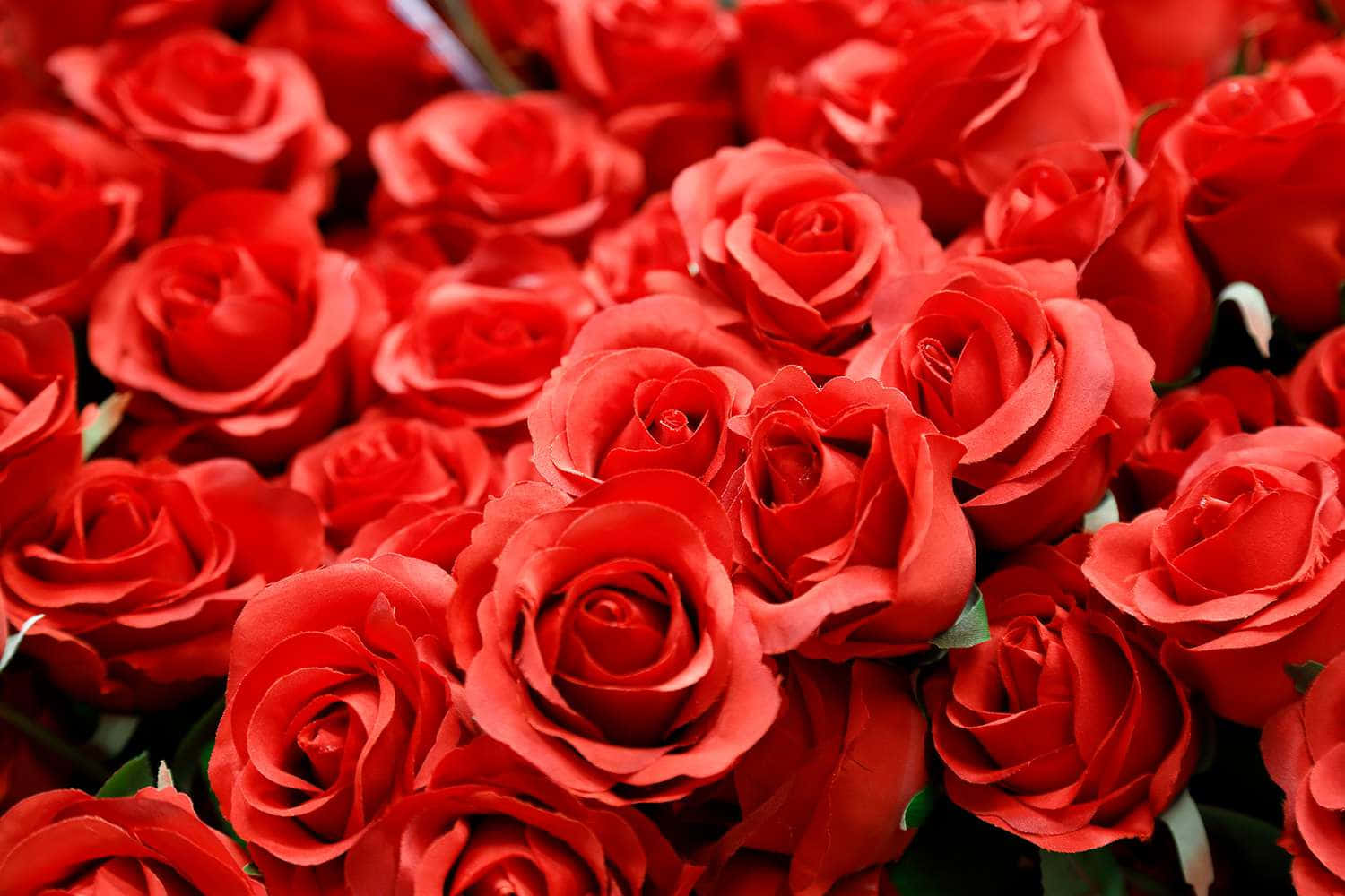 Ramo de Rosas Rojas para el Día de San Valentín Fondos de pantalla