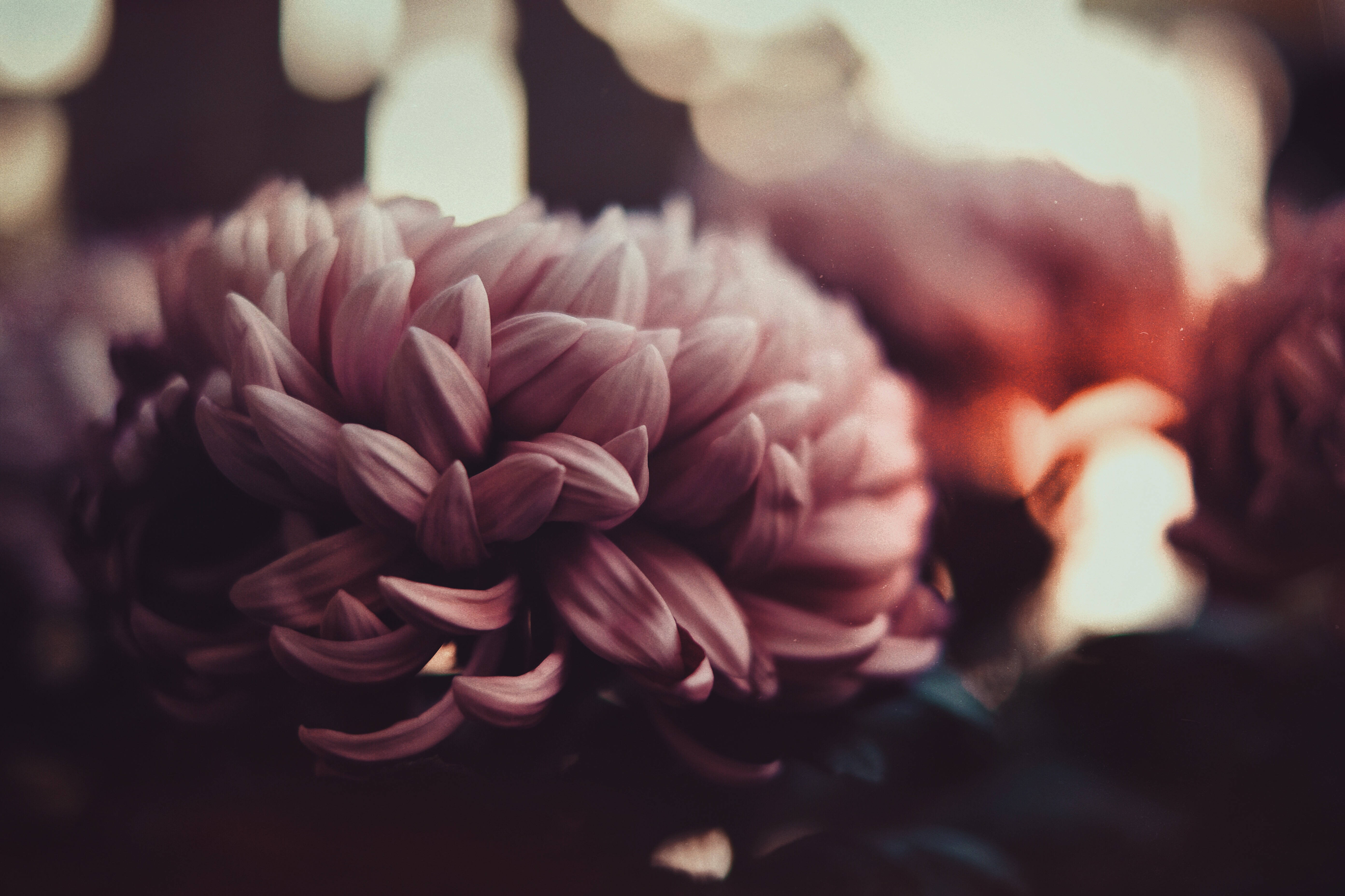 Ramo Floral Oscuro Rosa Fondos de pantalla