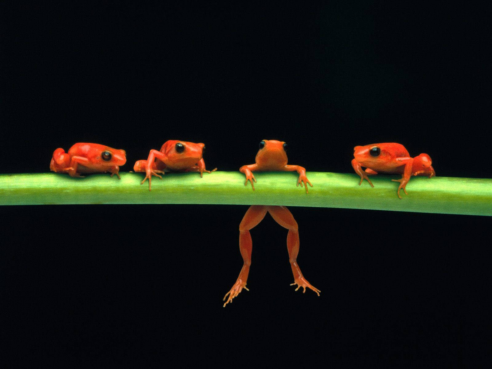 Ranas Kawaii Bebés Fondos de pantalla