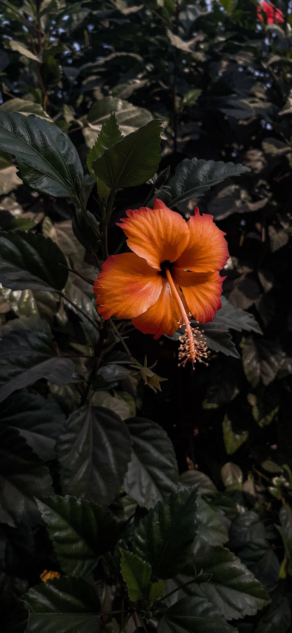 Rara Flor de Hibisco Fondos de pantalla