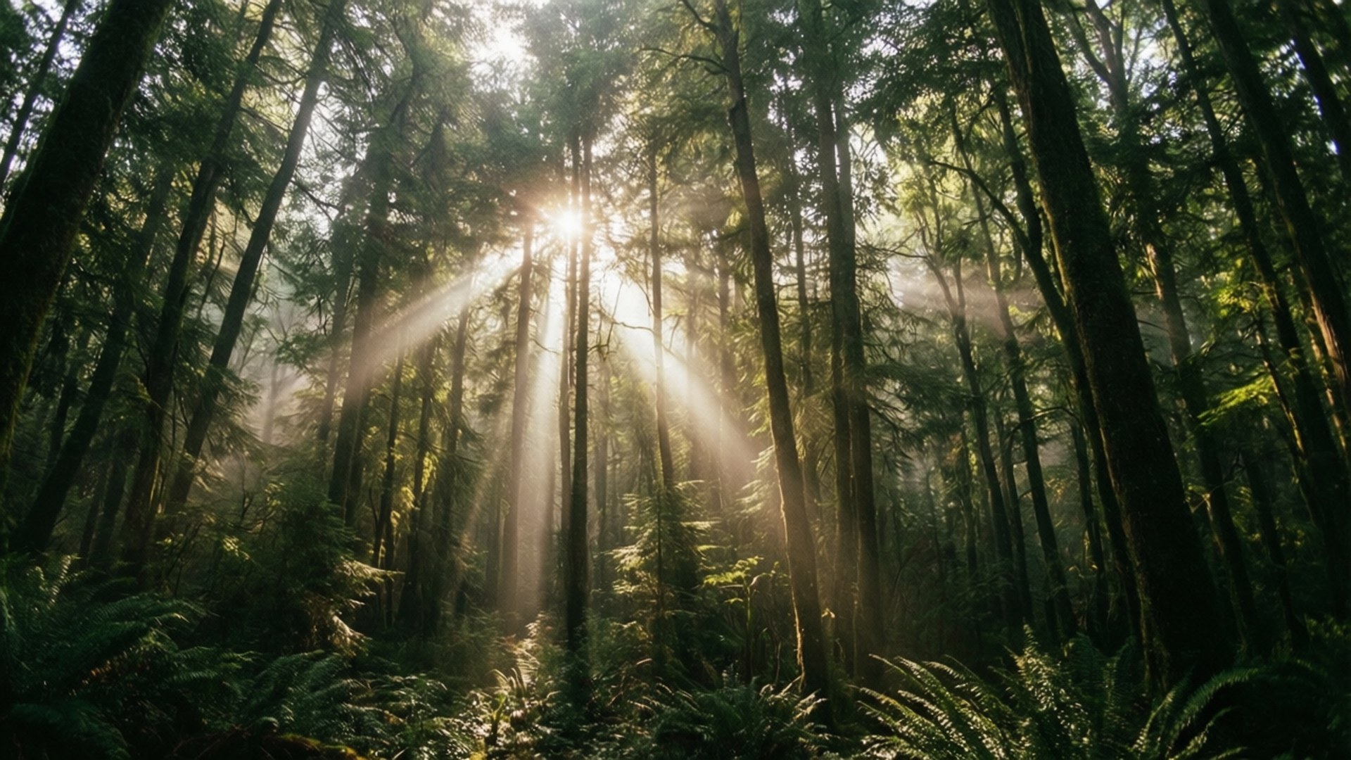 Rayos de luz en el bosque Fondos de pantalla
