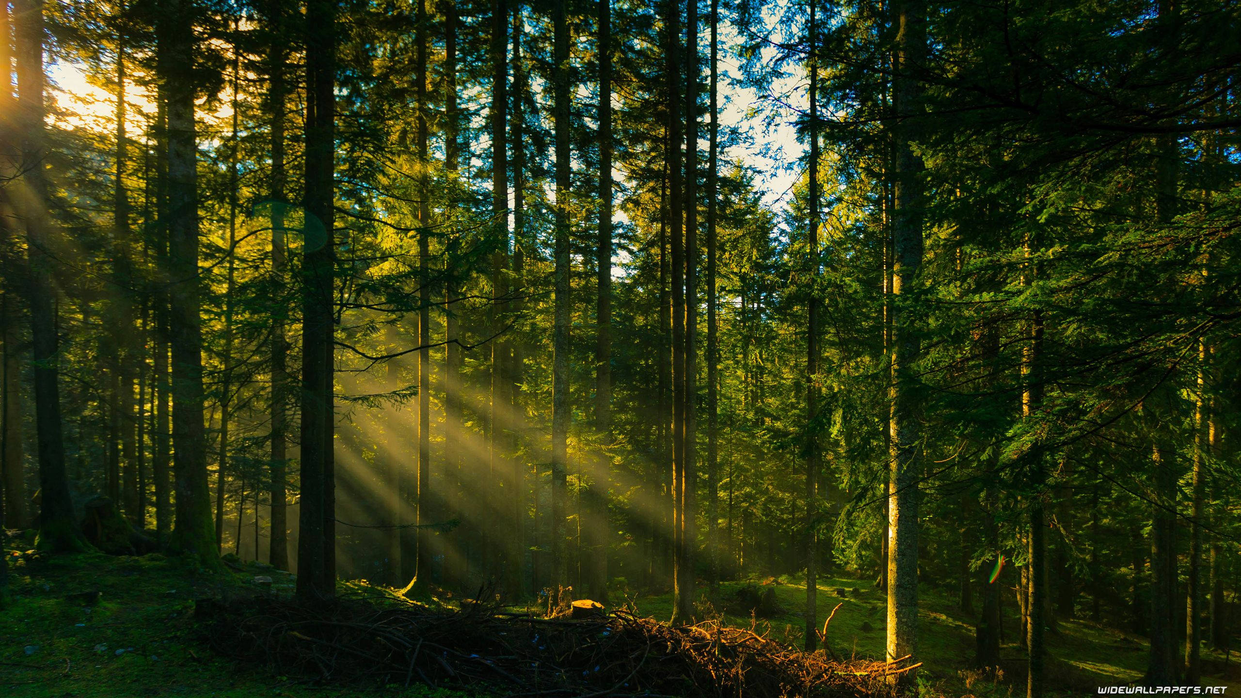 Rayos de luz en el bosque Fondos de pantalla