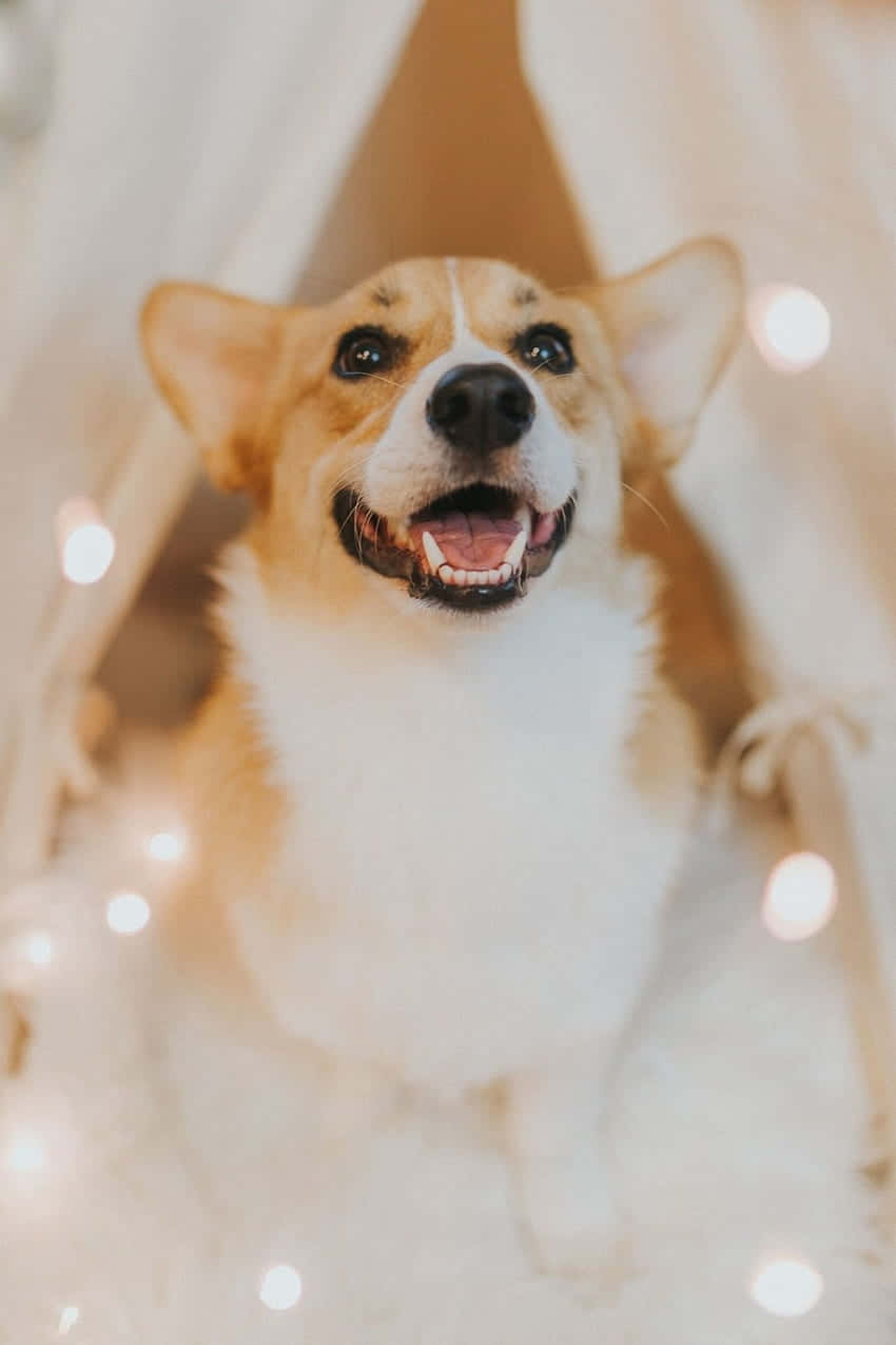 Raza Corgi Galés de Pembroke Lindo Fondos de pantalla