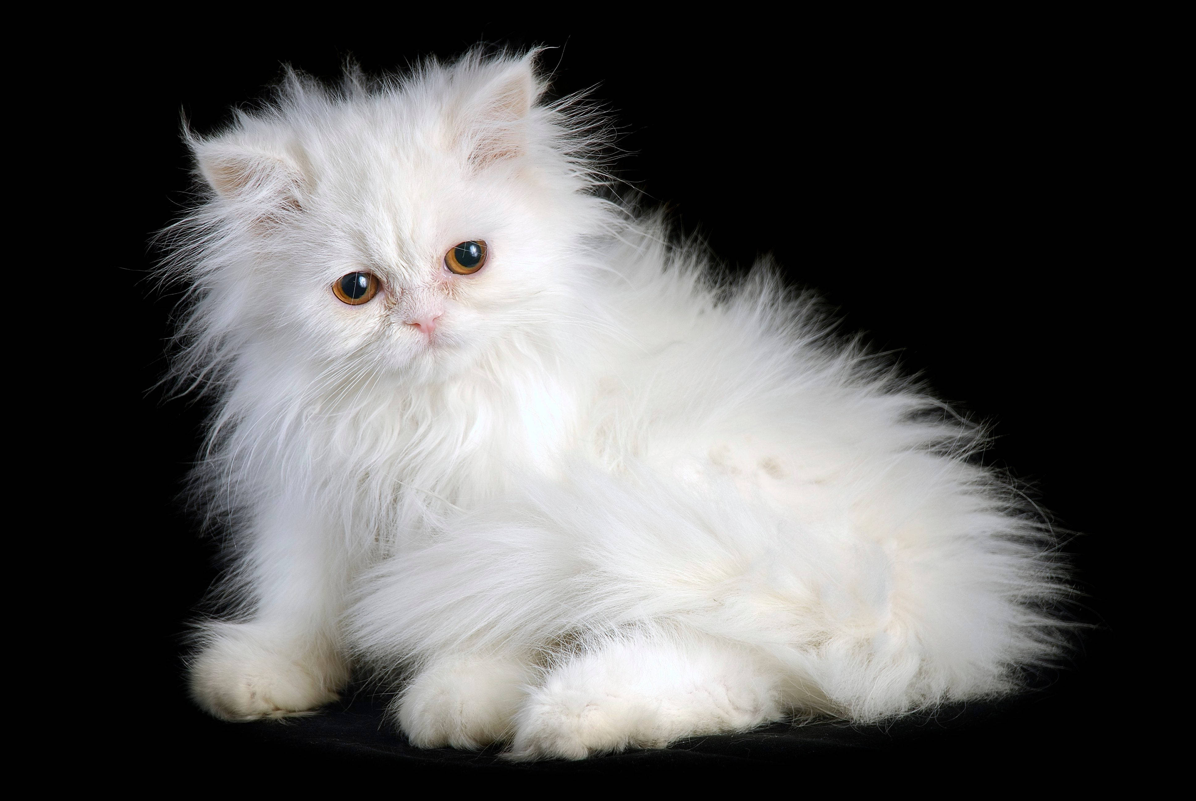 Raza de gato persa Fondos de pantalla