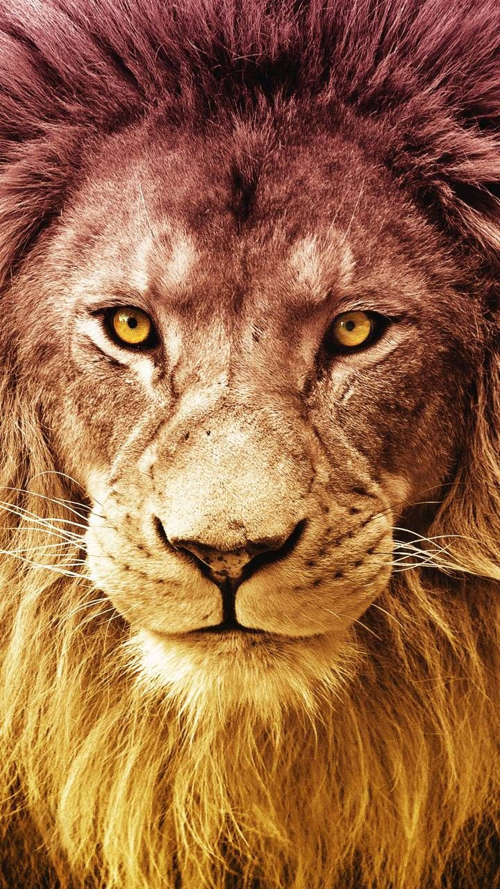 Realme 7 Pro León Fondos de pantalla