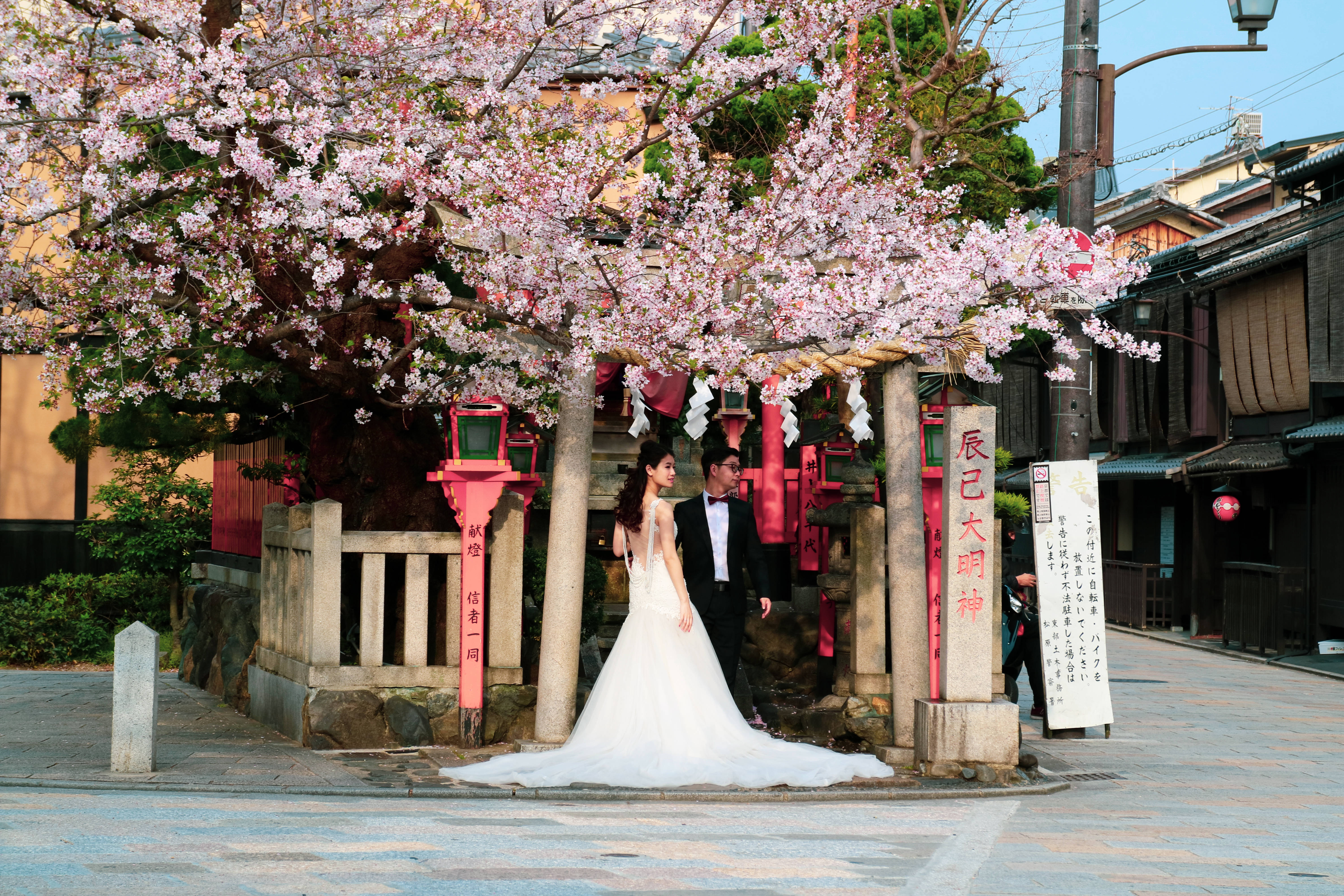 Recién casados bajo el cerezo japonés Fondos de pantalla
