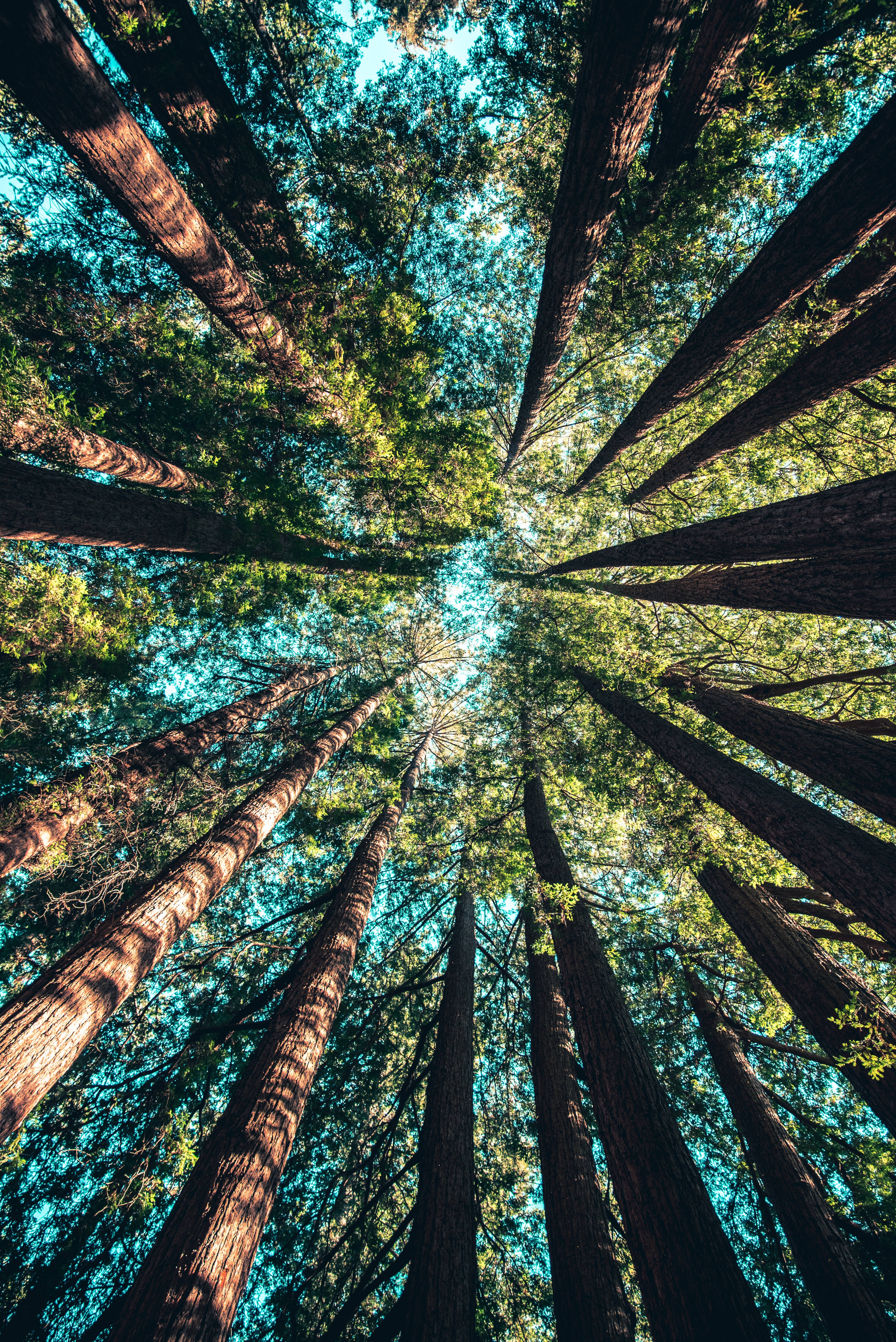 Redmi 4K Bosque de Verano Fondos de pantalla