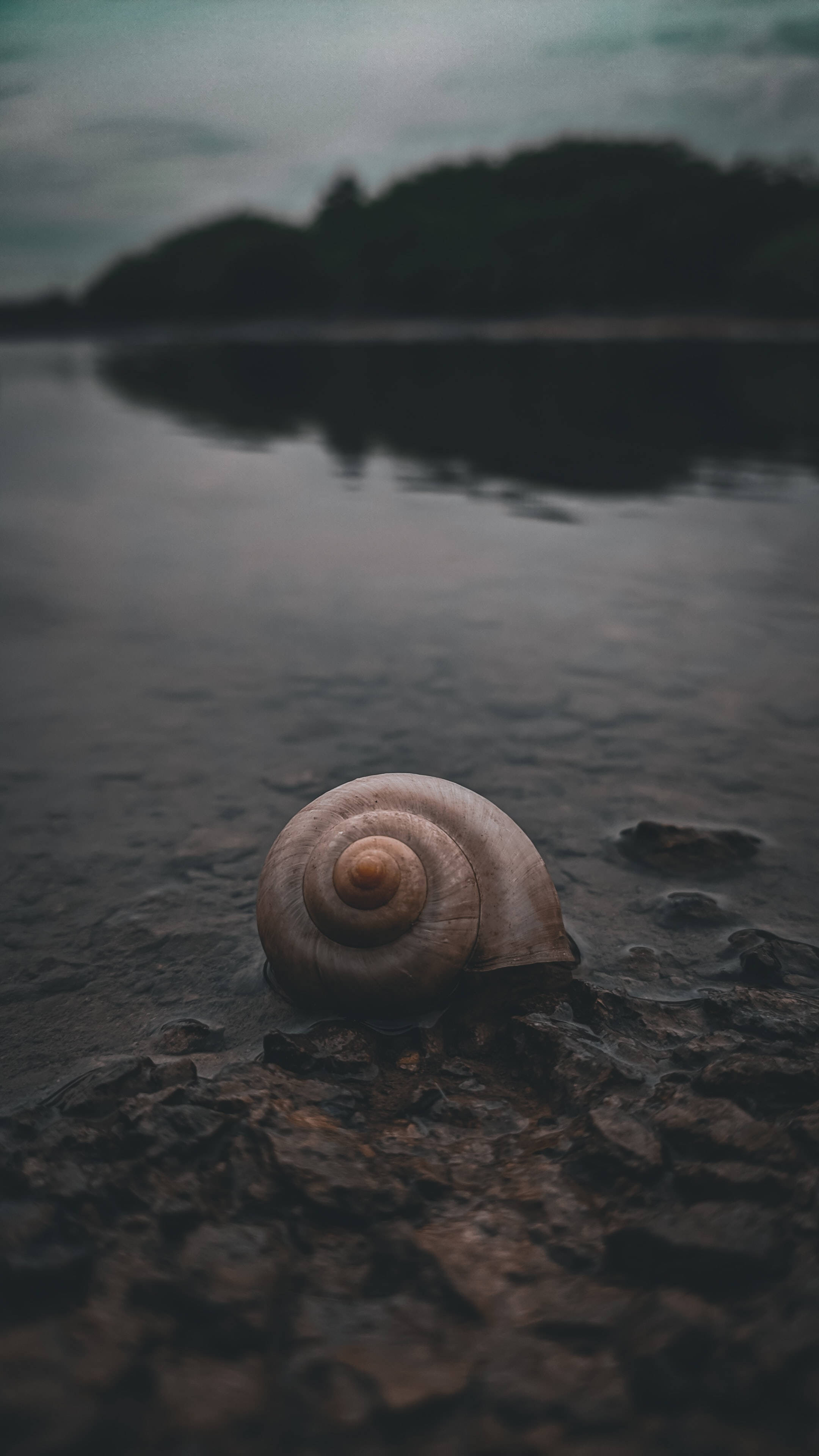 Redmi 4K Caracol Fondos de pantalla