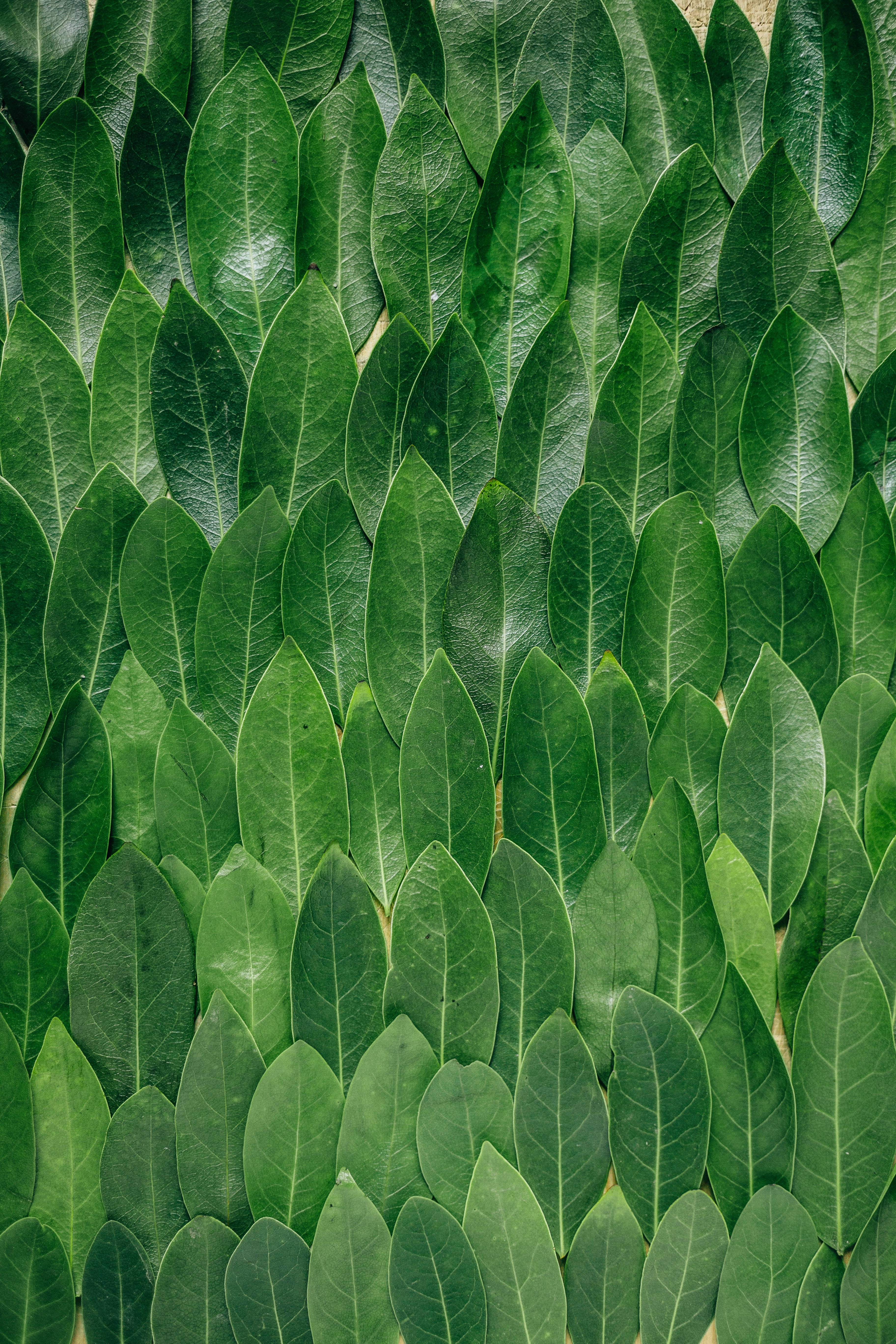 Redmi 4K Hojas Verdes Fondos de pantalla