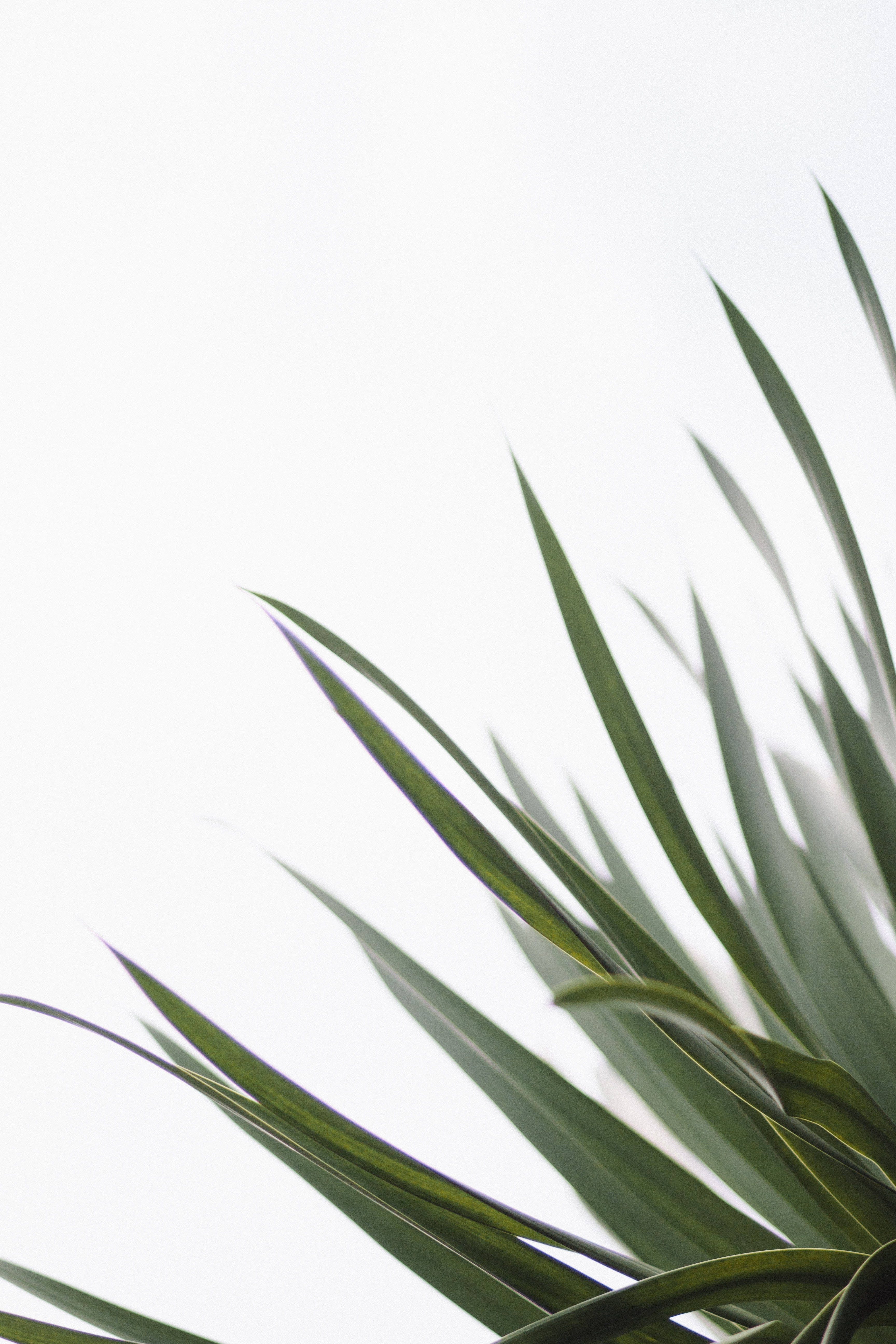 Redmi 4K Planta Espada Fondos de pantalla