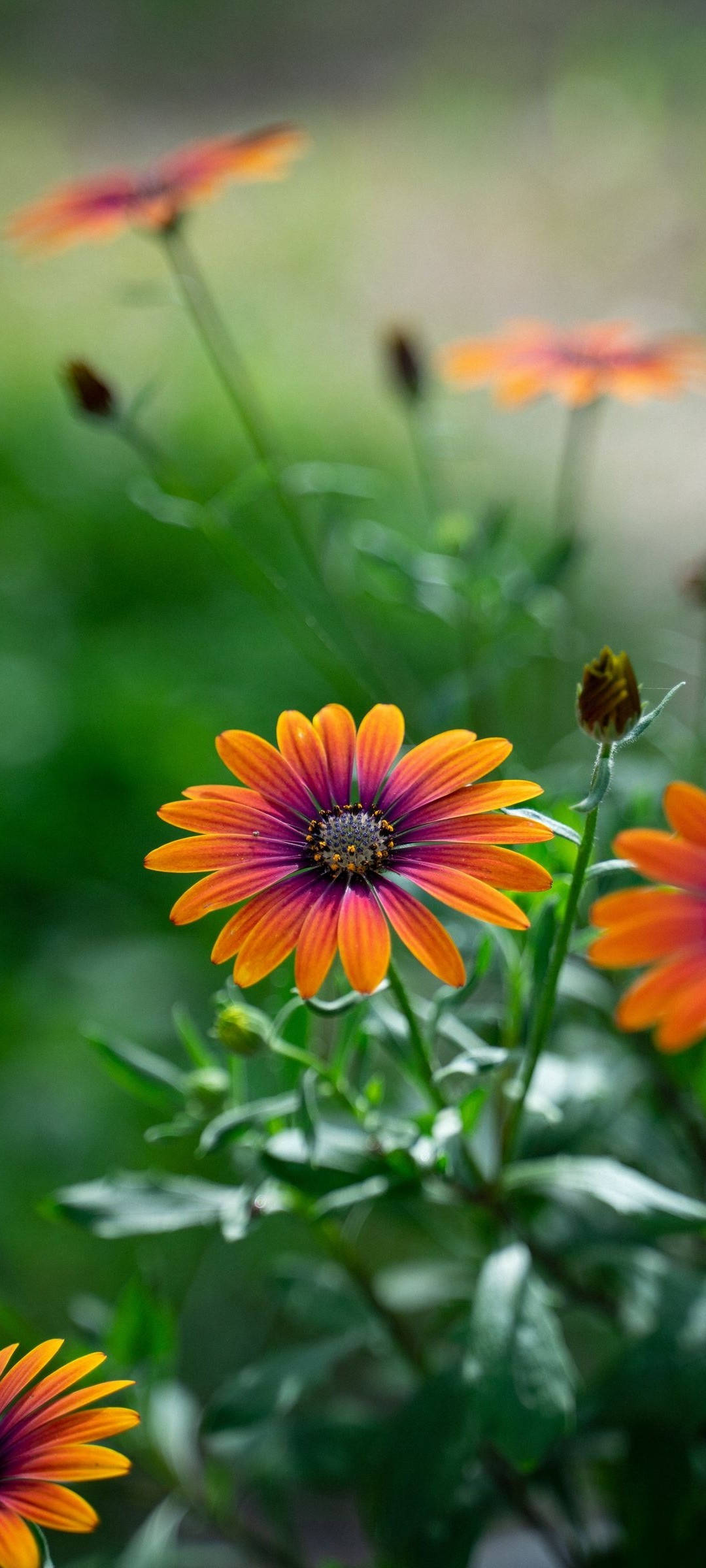Redmi Note 10 capturando la belleza de una margarita africana Fondos de pantalla