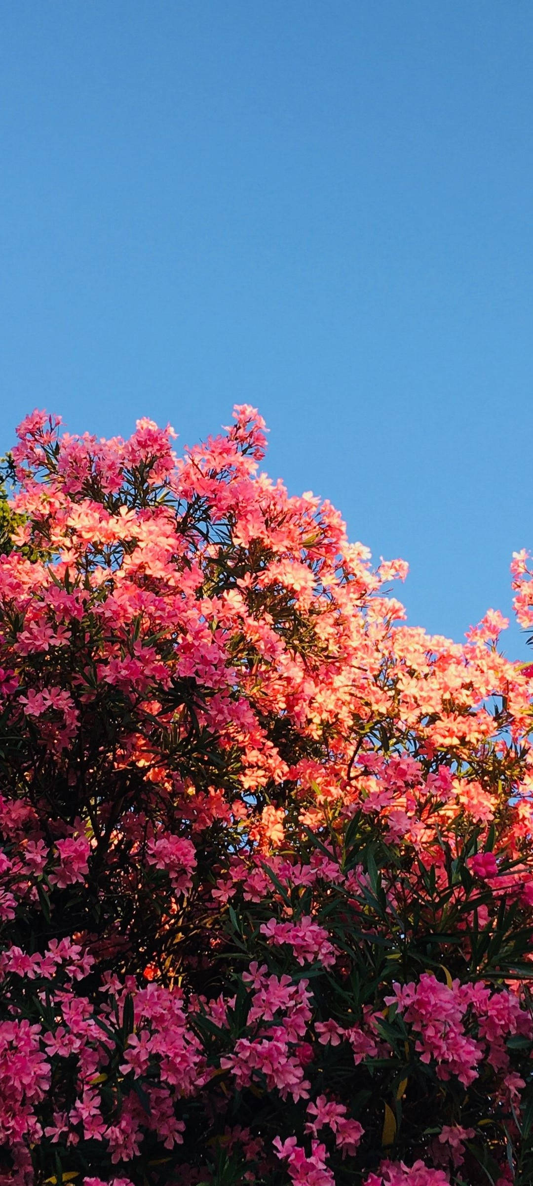 Redmi Note 10 Flores Rosas en Floración Fondos de pantalla