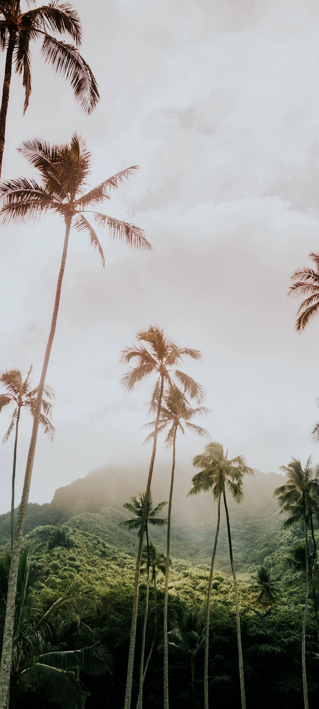 Redmi Note 10 Palmeras Altas Fondos de pantalla