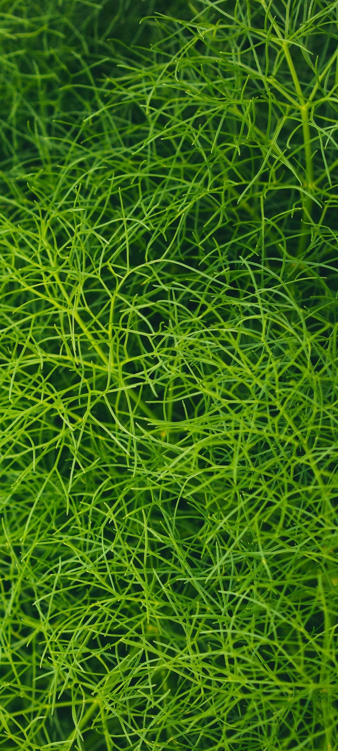 Redmi Note 10 planta verde de acuario Fondos de pantalla