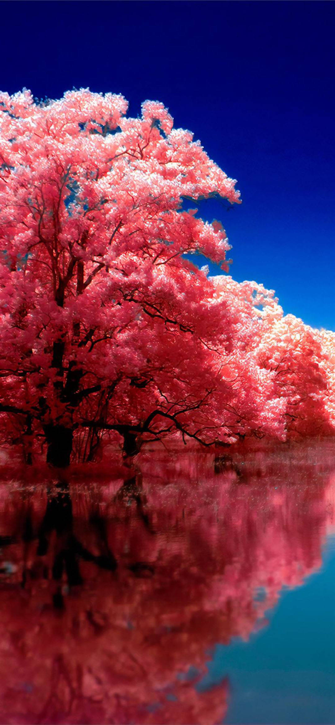Reflejo de Cerezos Rosados en Otoño para iPhone Fondos de pantalla
