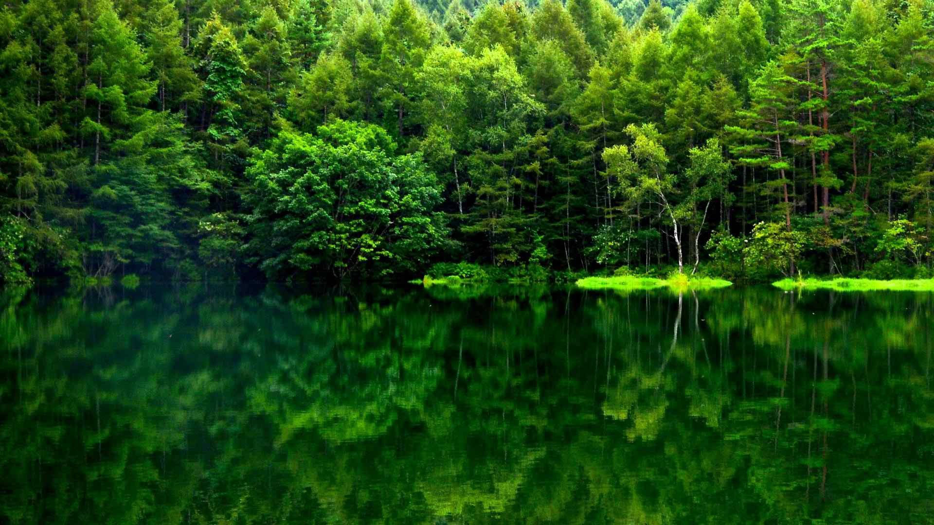 Reflejo del Bosque Verde Fondos de pantalla