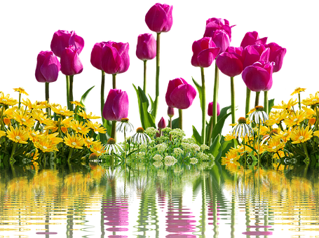 Reflejo Vibrante de Tulipanes y Flores Amarillas Fondos de pantalla