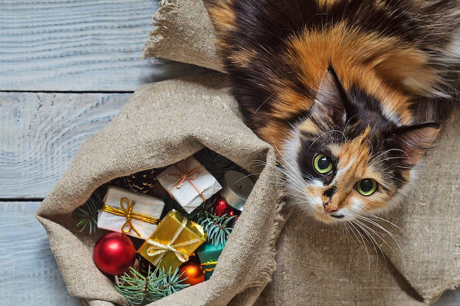 Regalos Navideños de un Gato Lindo Fondos de pantalla