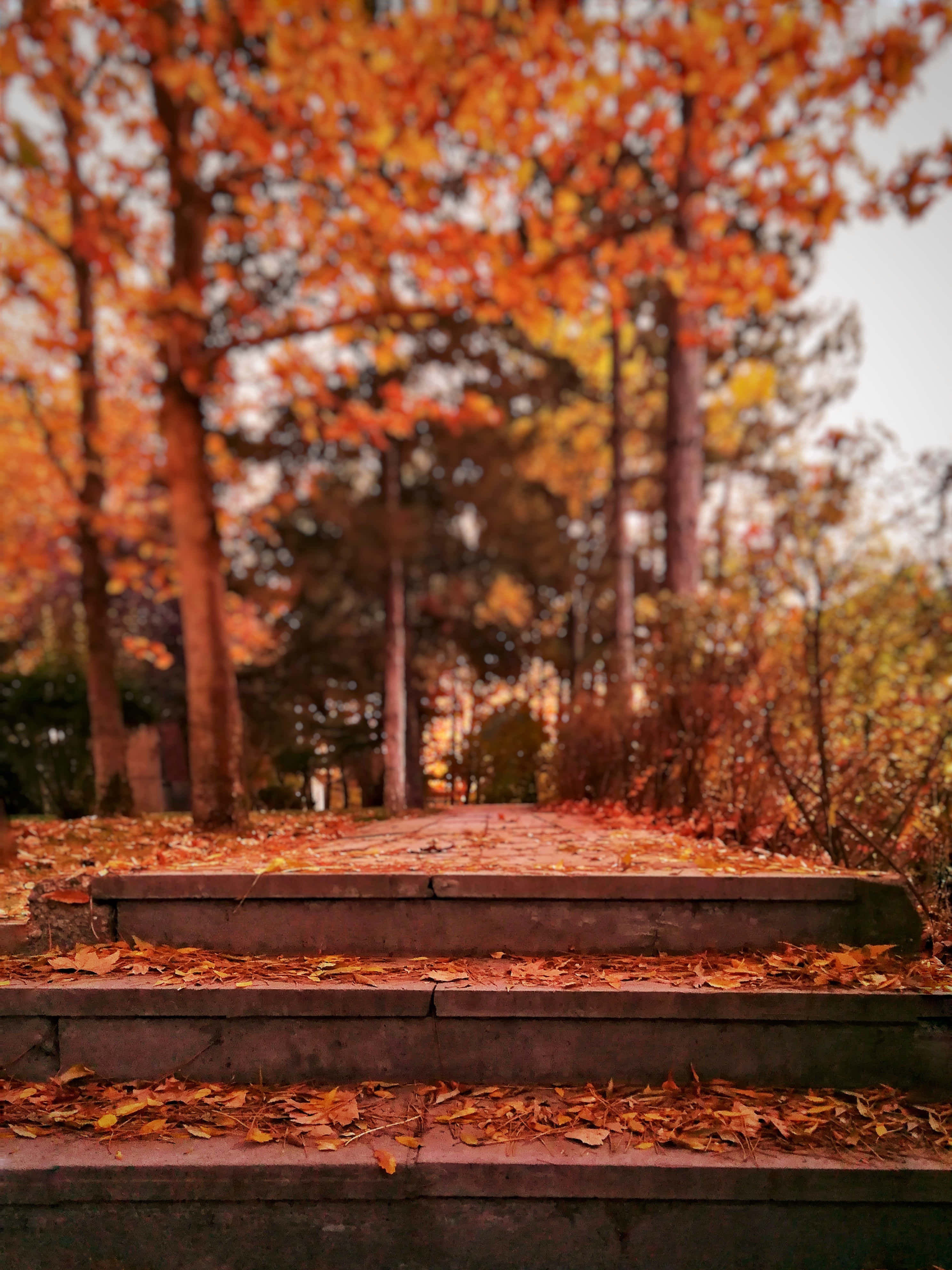 Relájate y disfruta de la belleza de un nítido día de otoño Fondos de pantalla