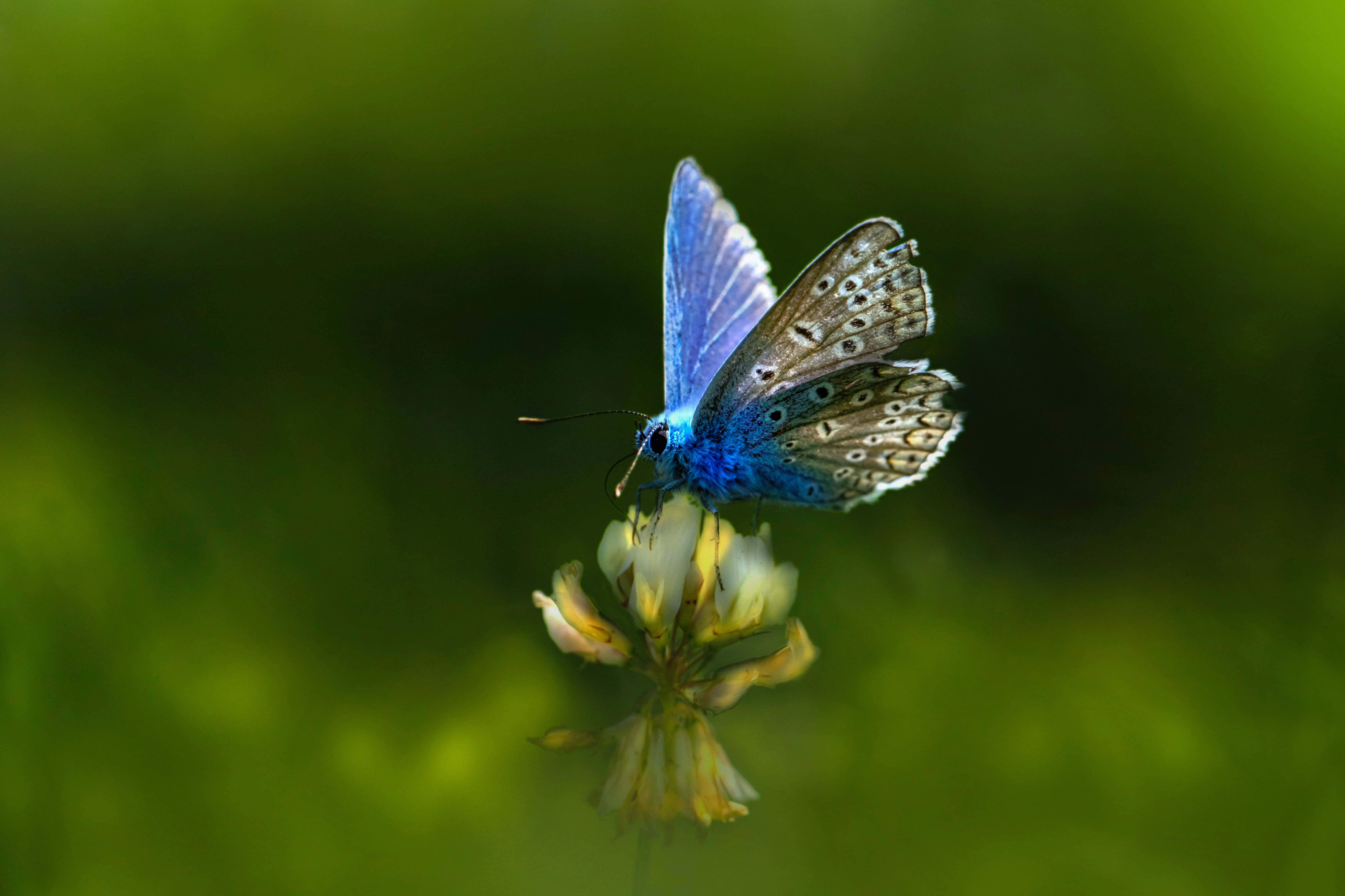 ¡Renueva la decoración de tu hogar con esta hermosa estética de mariposas! Fondos de pantalla