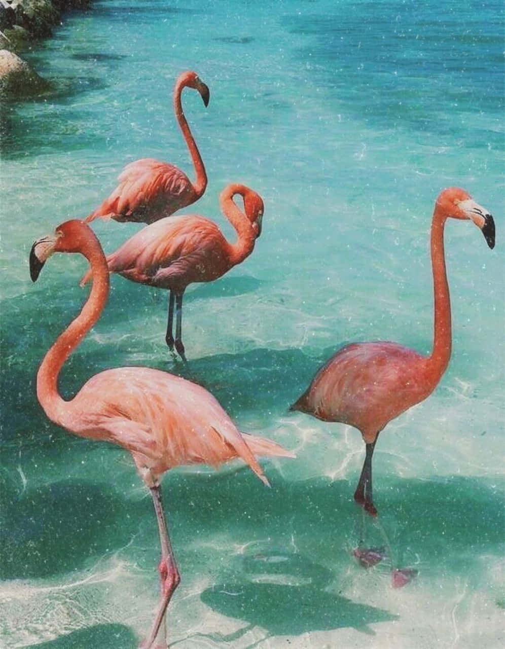 Renueva tu alma con una estética veraniega increíble. Fondos de pantalla