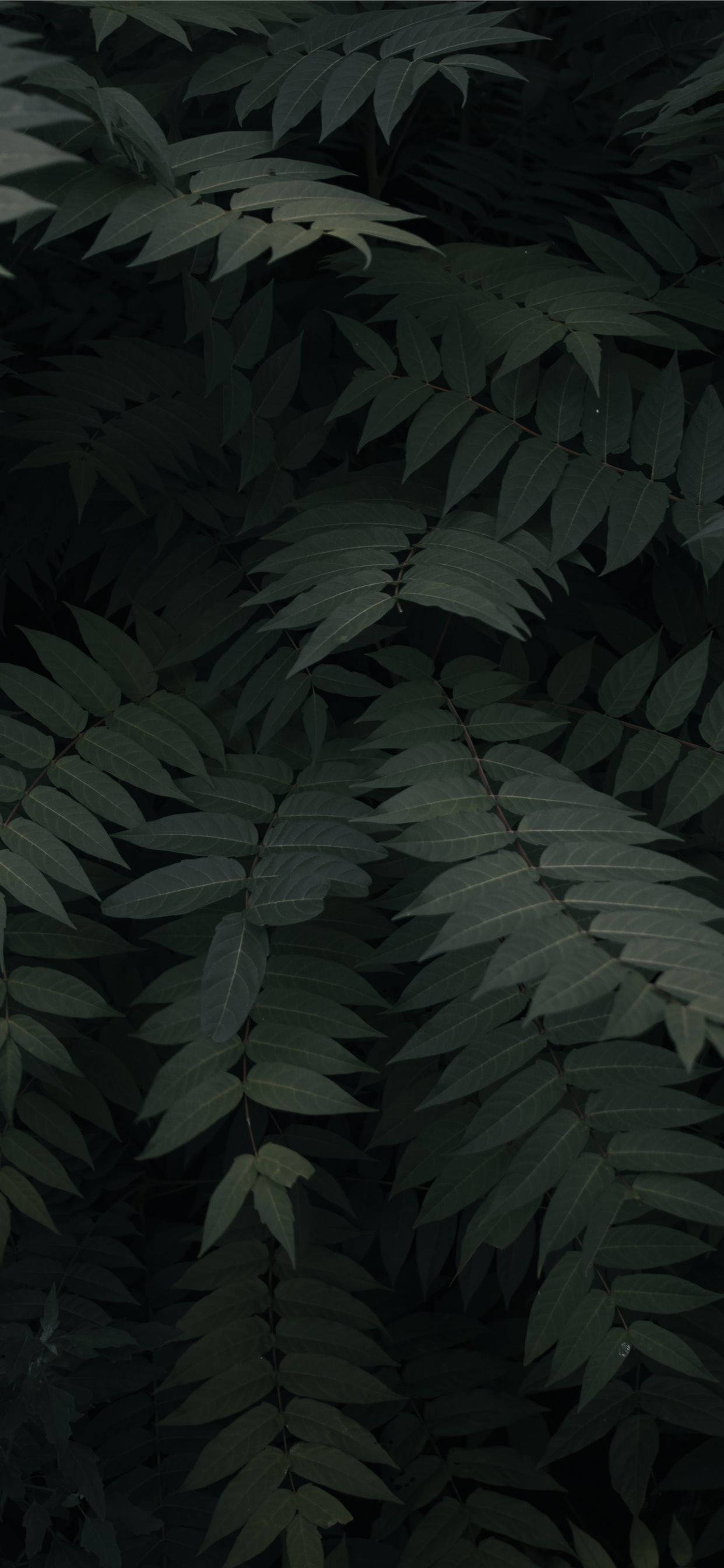 Renueva tu día con naturaleza en casa Fondos de pantalla