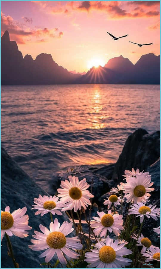 Renueva tus sentidos y siéntete hermosa Fondos de pantalla