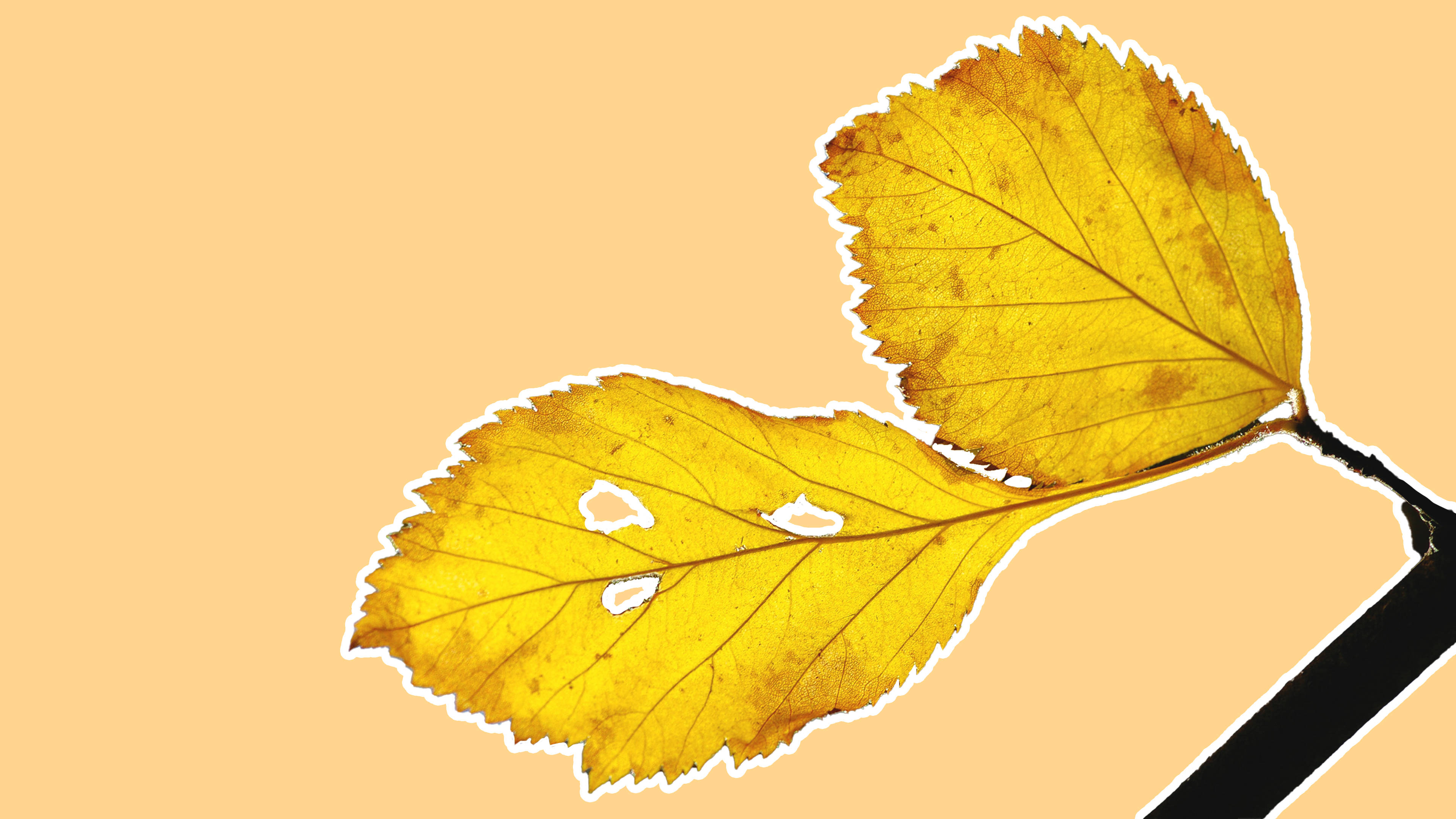 Representación minimalista encantadora de hojas de planta amarillas Fondos de pantalla