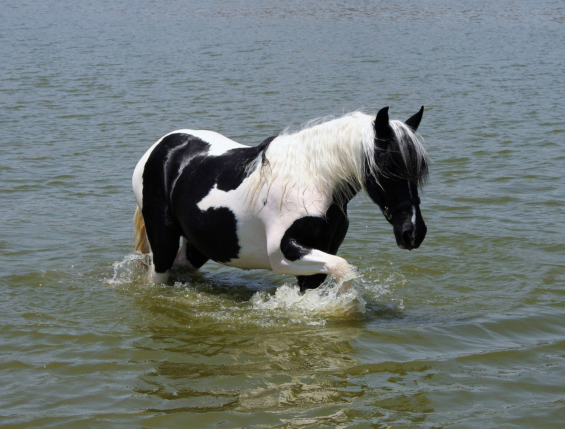 Un caballo pinto caminando en el agua fondo de pantalla