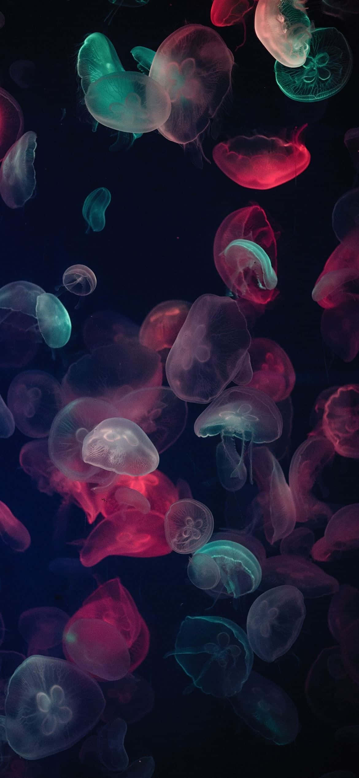 Resolución 1170x2532 Medusas Multicolores Fondos de pantalla