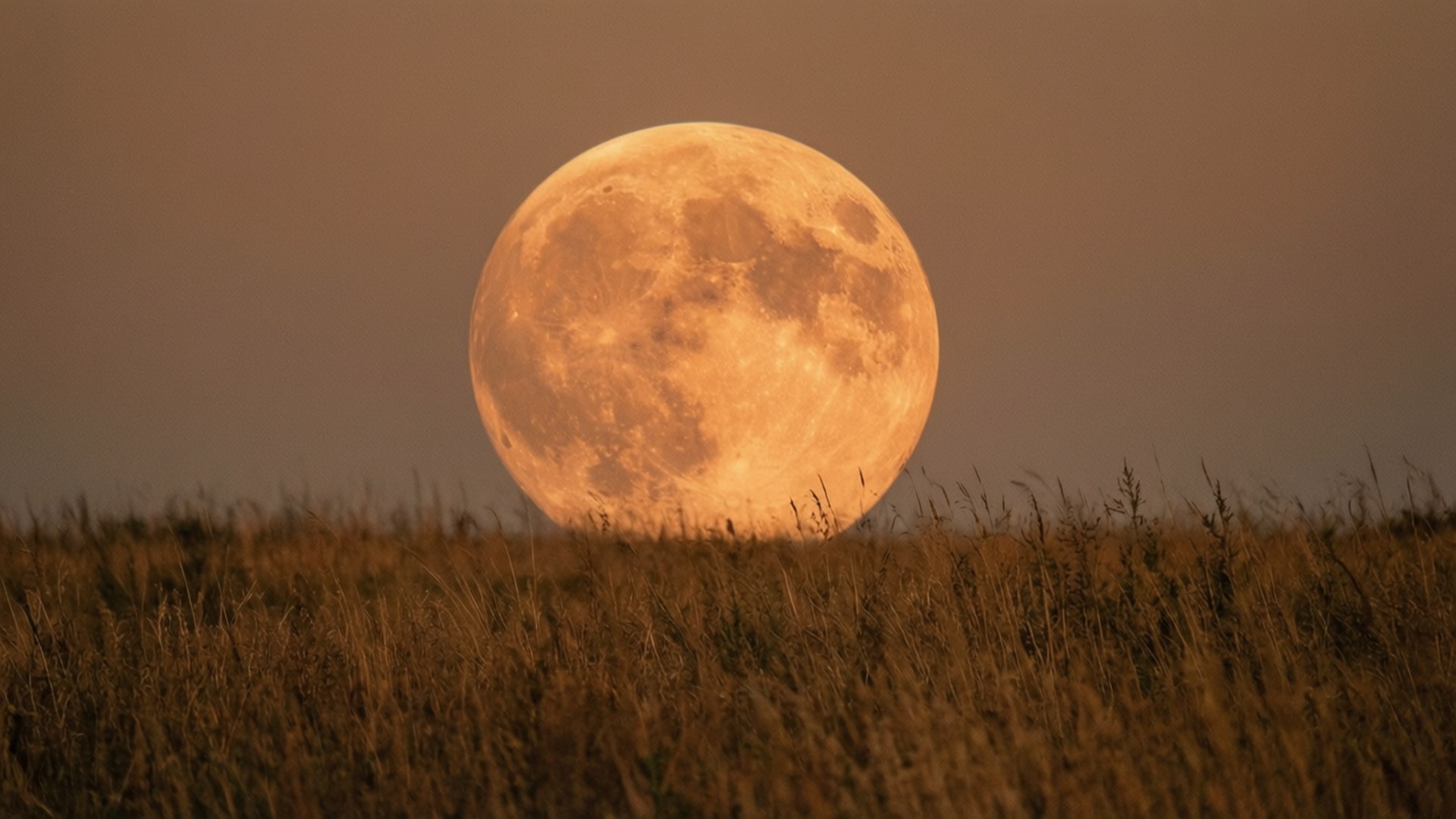 Resplandor de Luna de Cosecha Fondos de pantalla