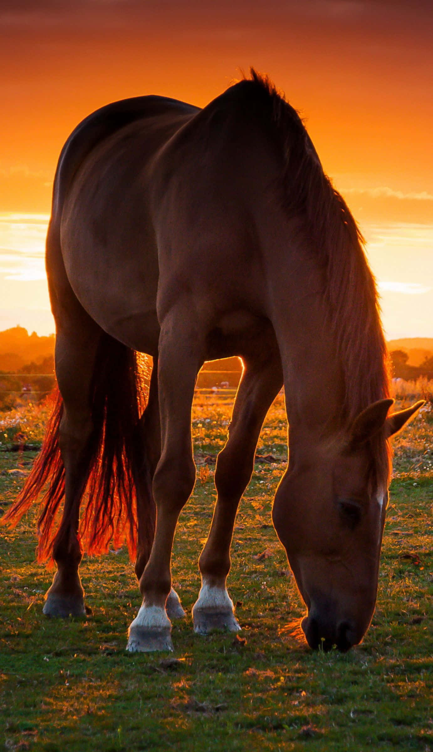 Retoza conmigo: un caballo adorable disfrutando de un día soleado Fondos de pantalla