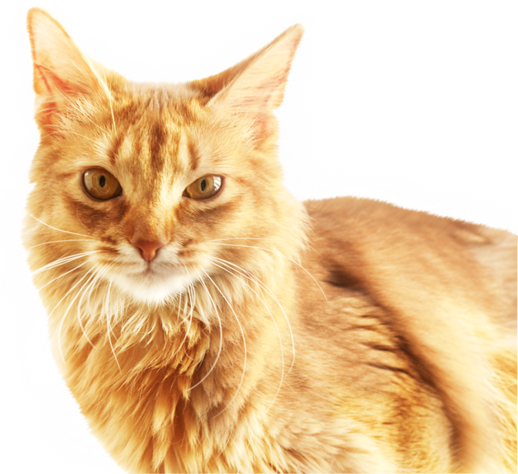 Retrato de gato naranja Fondos de pantalla