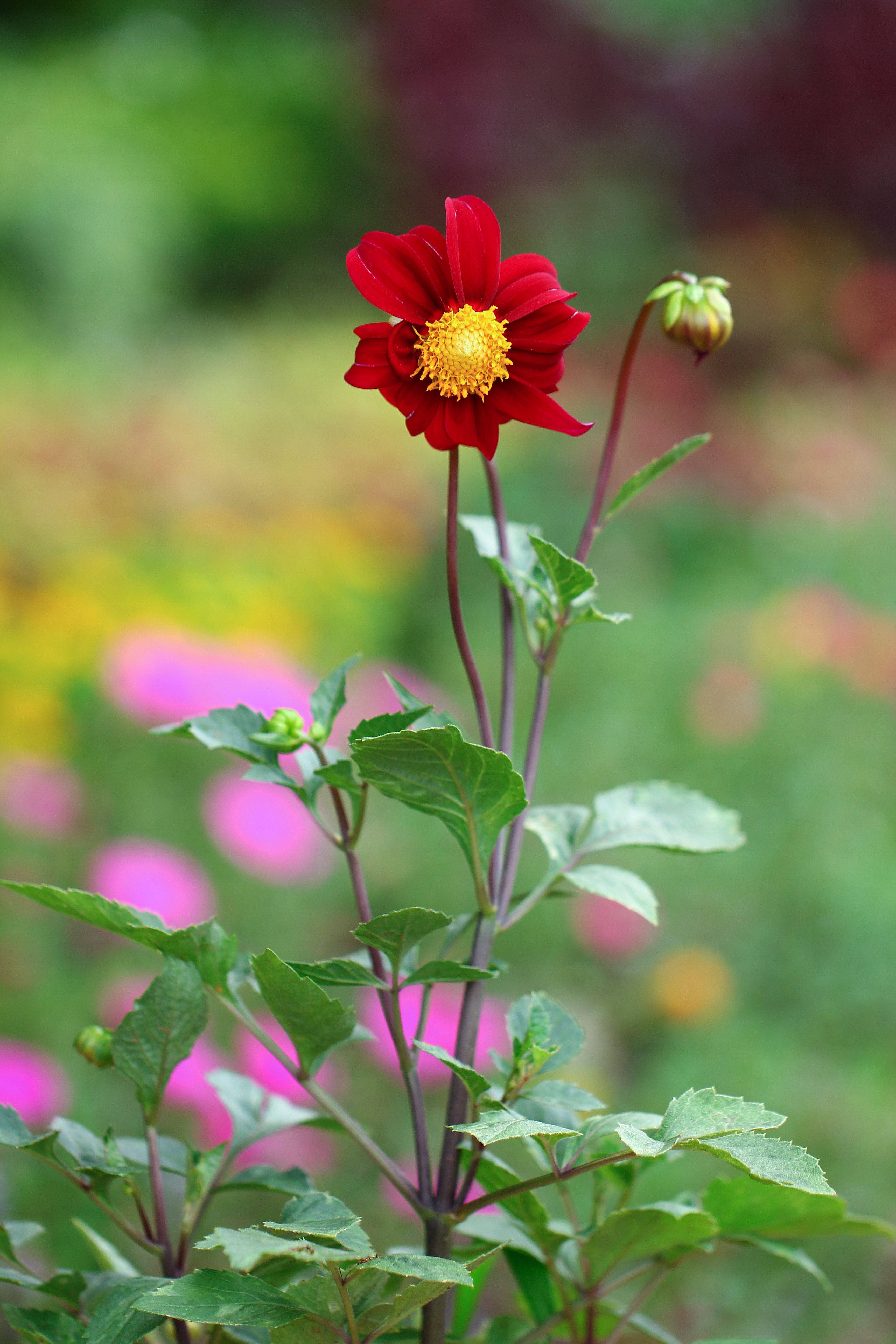 Retrato de la naturaleza: flor roja Fondos de pantalla