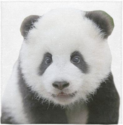Retrato de Panda Adorable Fondos de pantalla