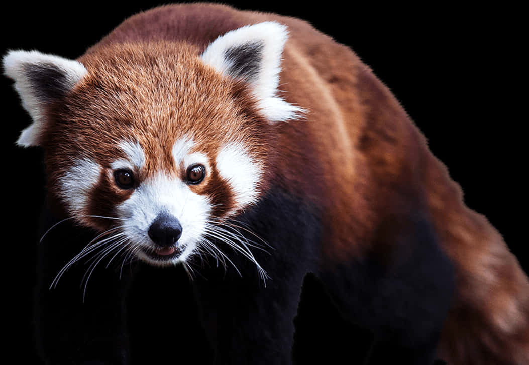 Retrato de Panda Rojo sobre Fondo Negro.JPG Fondos de pantalla