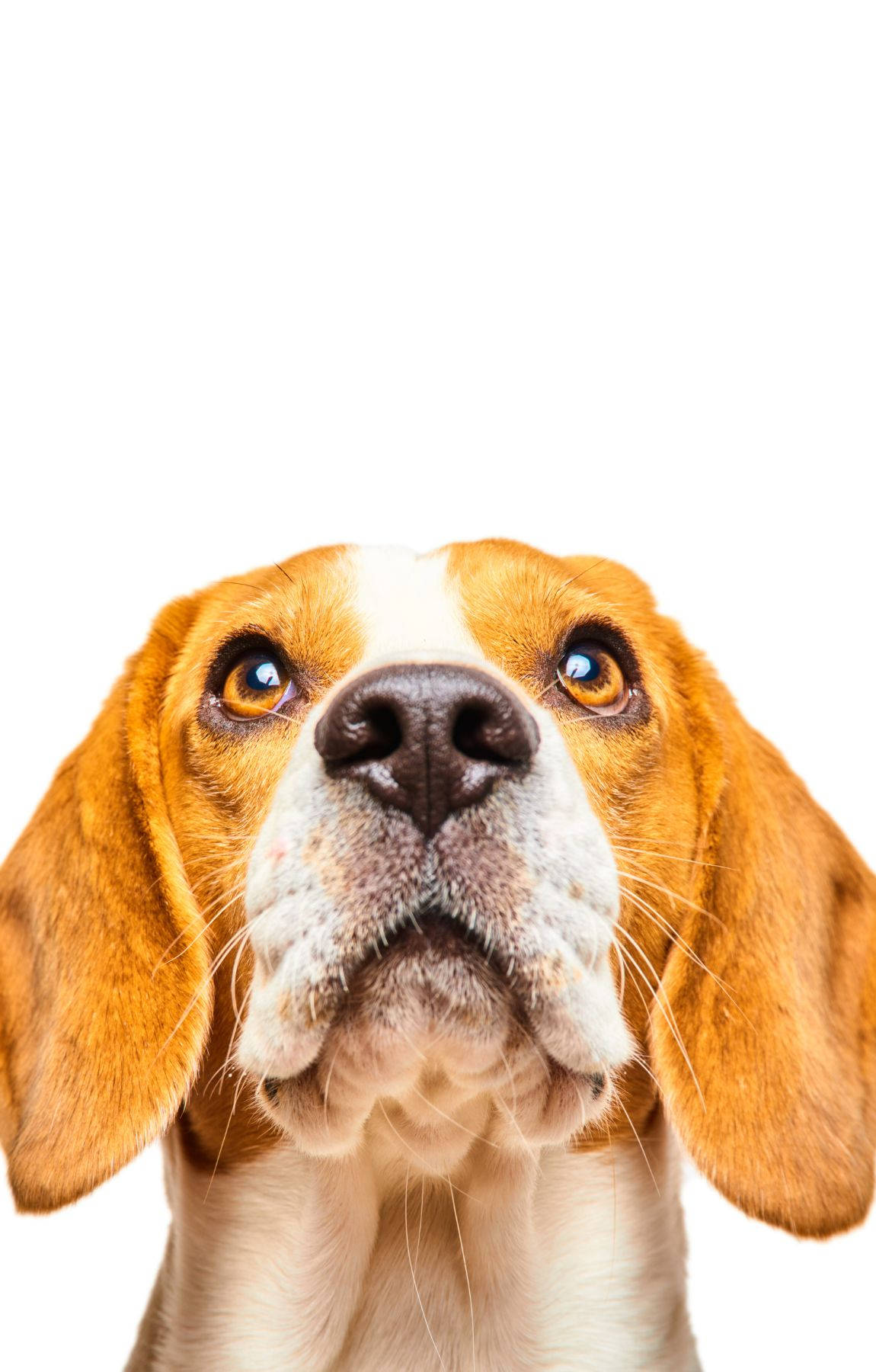 Retrato de Perro Beagle Mirando Hacia Arriba Fondos de pantalla