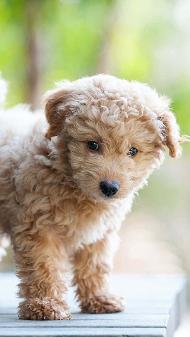 Retrato de perro pequeño Goldendoodle Fondos de pantalla