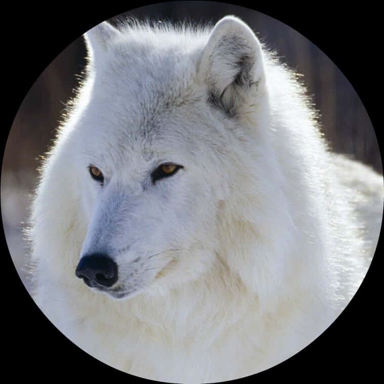 Retrato Majestuoso de Lobo Blanco Fondos de pantalla