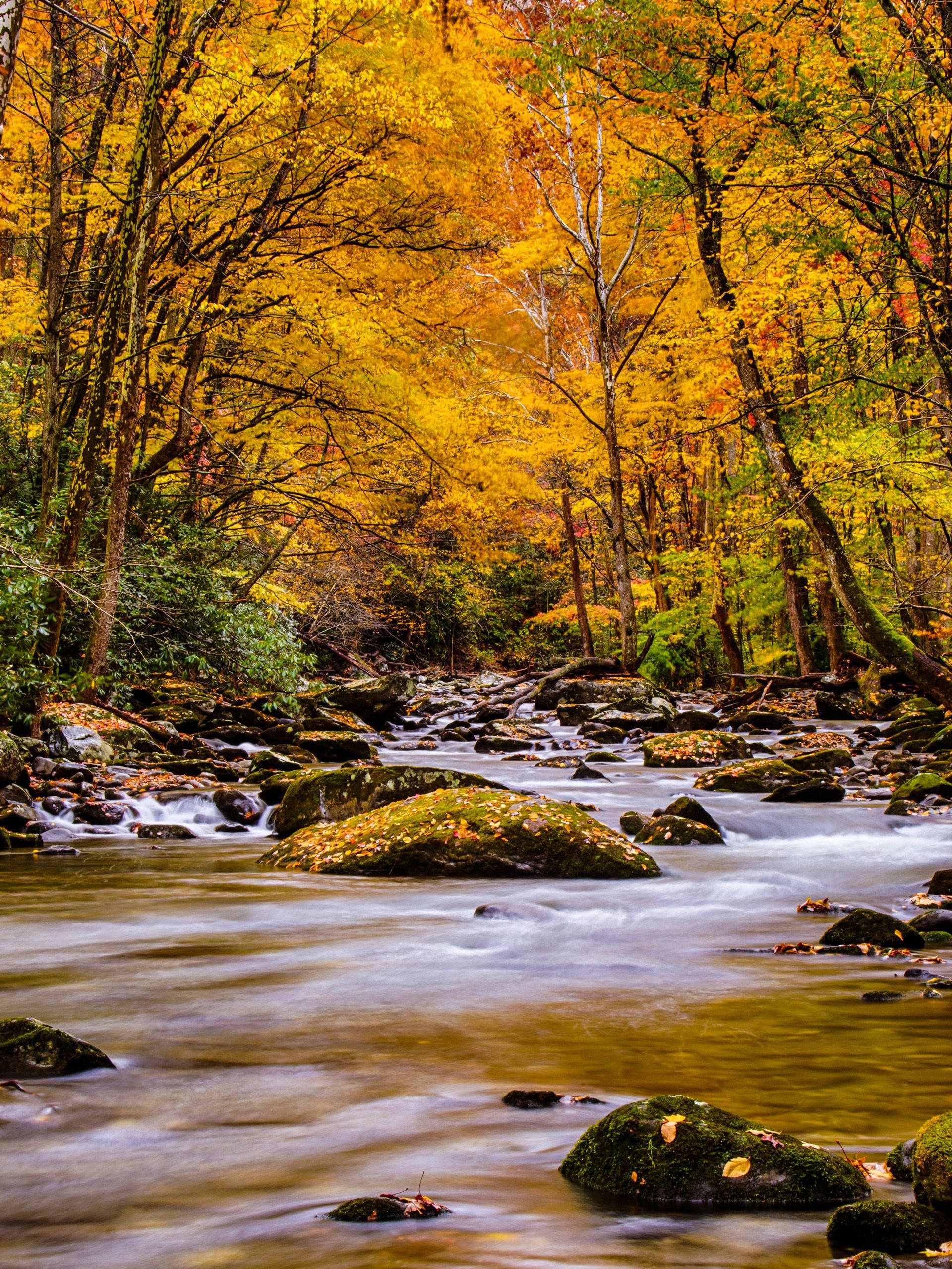 Río en el Bosque Nuevo Teléfono Fondos de pantalla