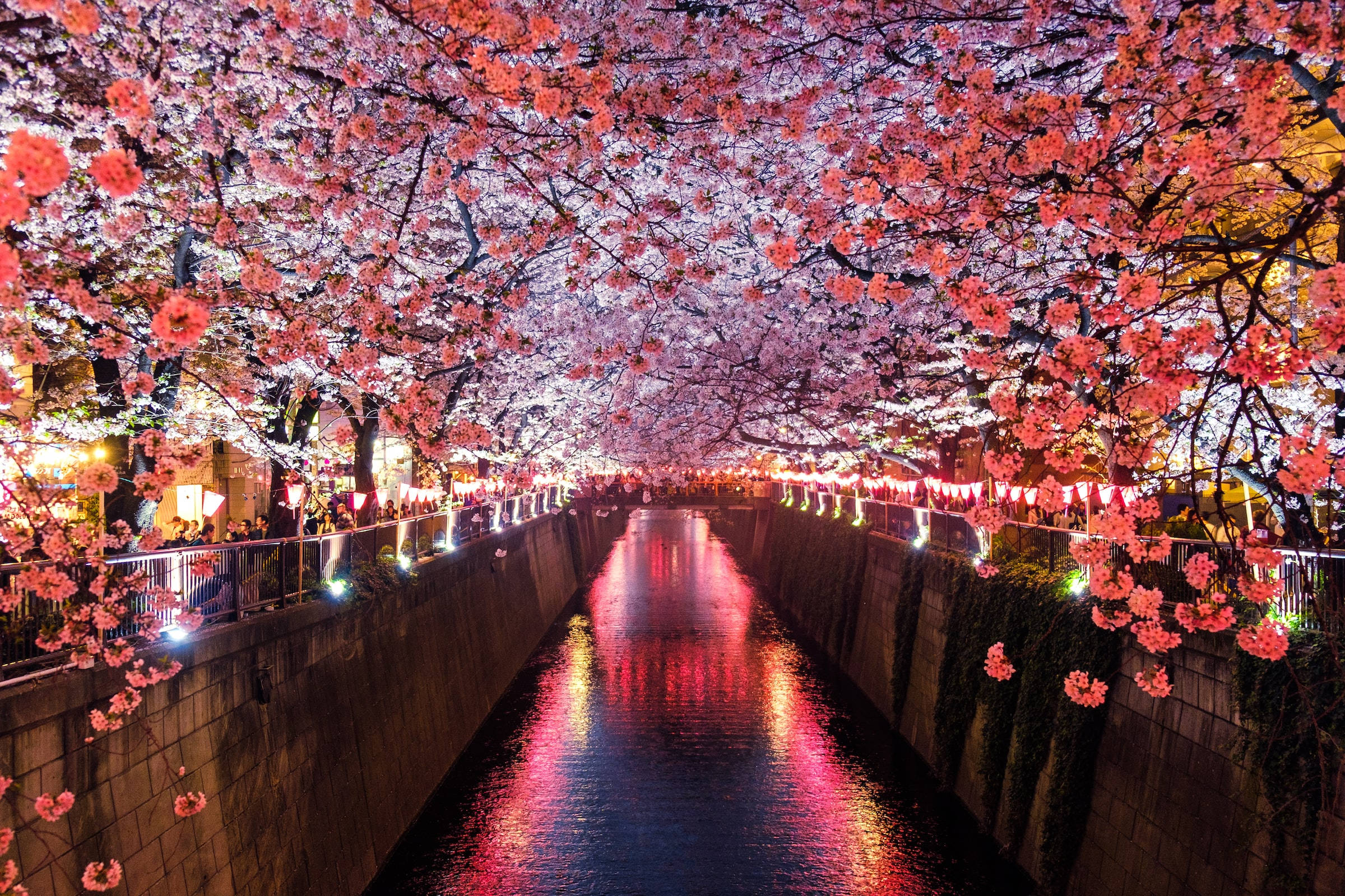 Río Meguro y Cerezos en Flor HD Japón Fondos de pantalla
