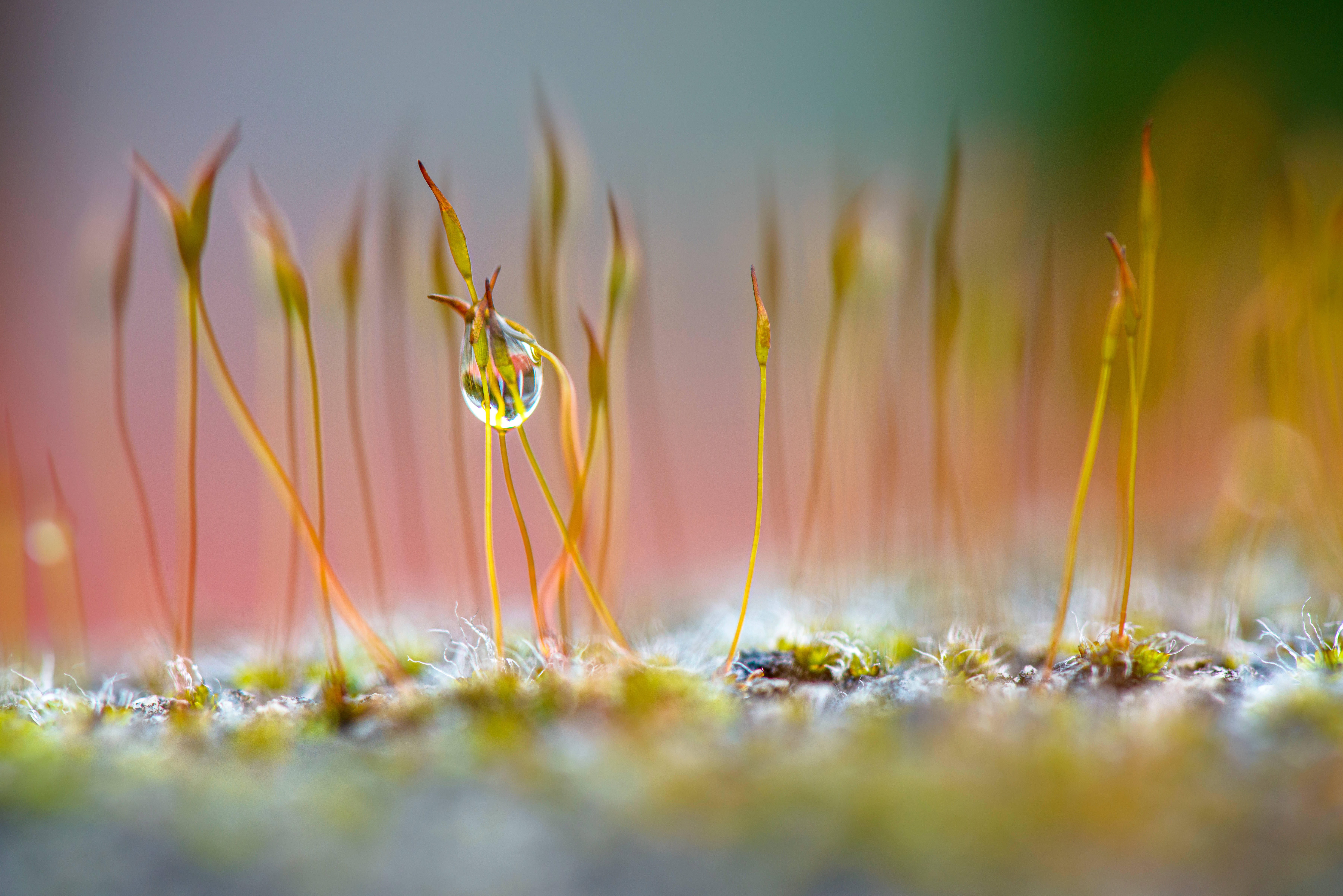 Rocío Matutino en un Prado Fondos de pantalla