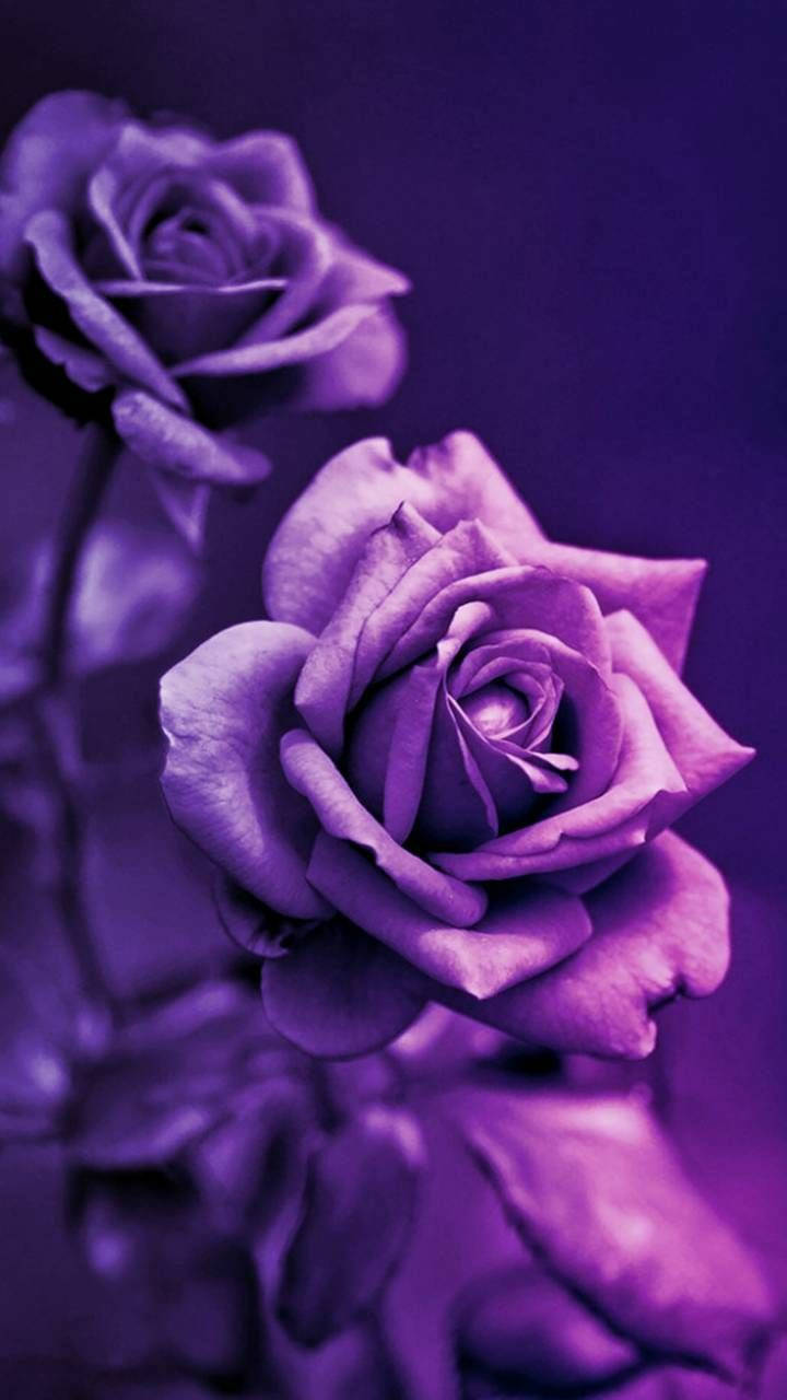Rosa 3D Estética Púrpura Oscura Fondos de pantalla