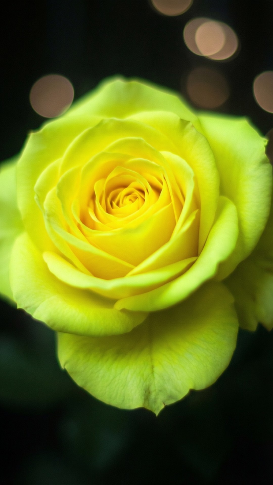 Rosa amarilla neón brillante Fondos de pantalla