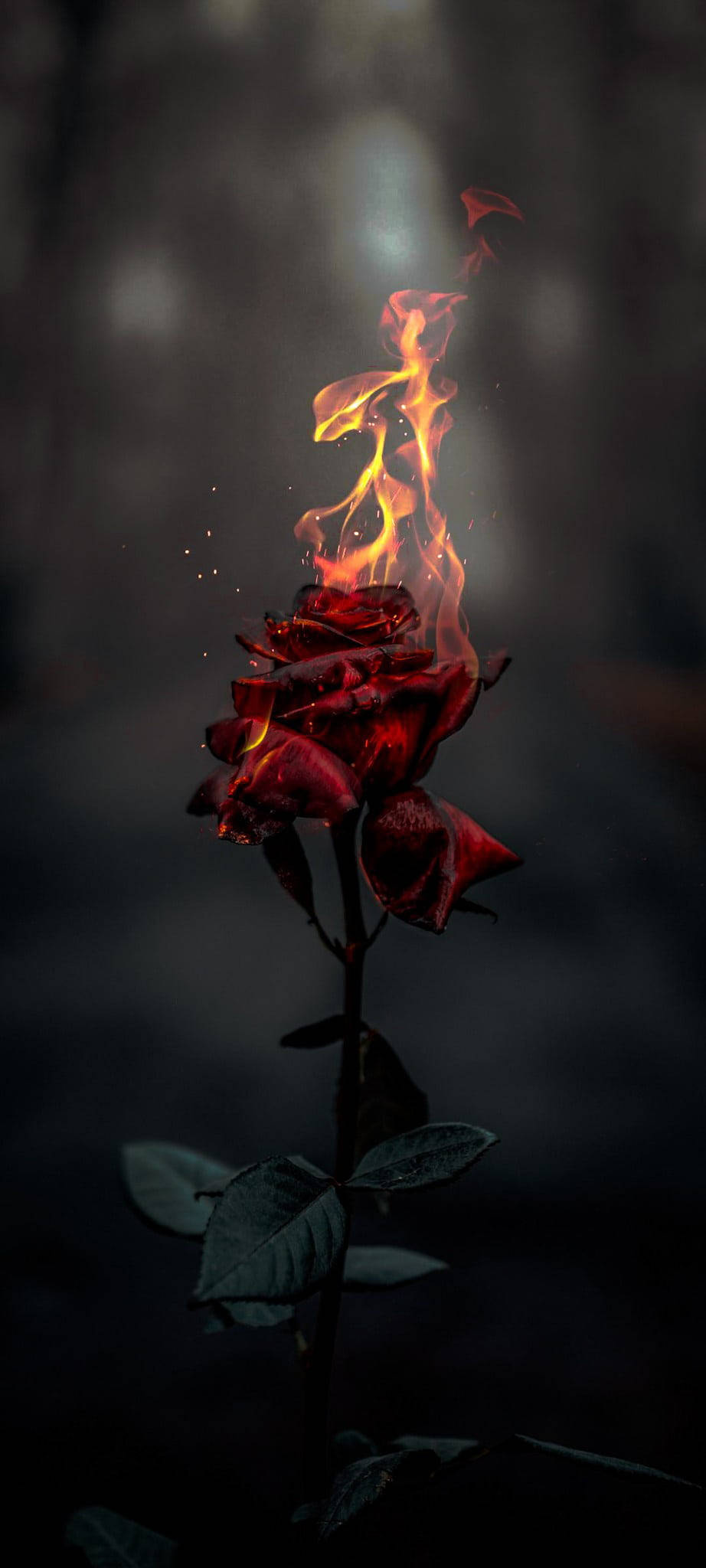 Rosa Ardiente Estética Fondos de pantalla