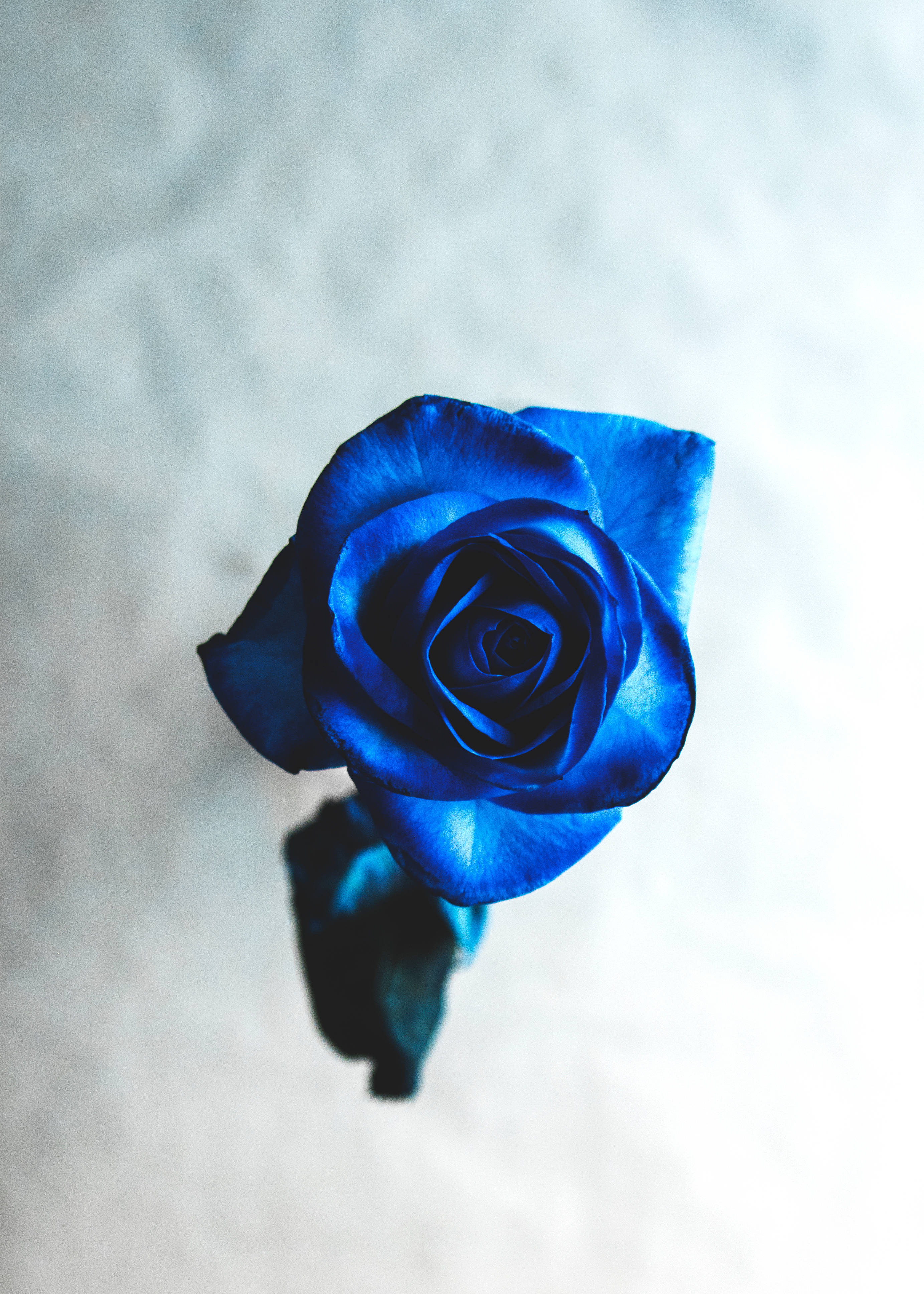 Rosa azul brillante y fría HD Fondos de pantalla