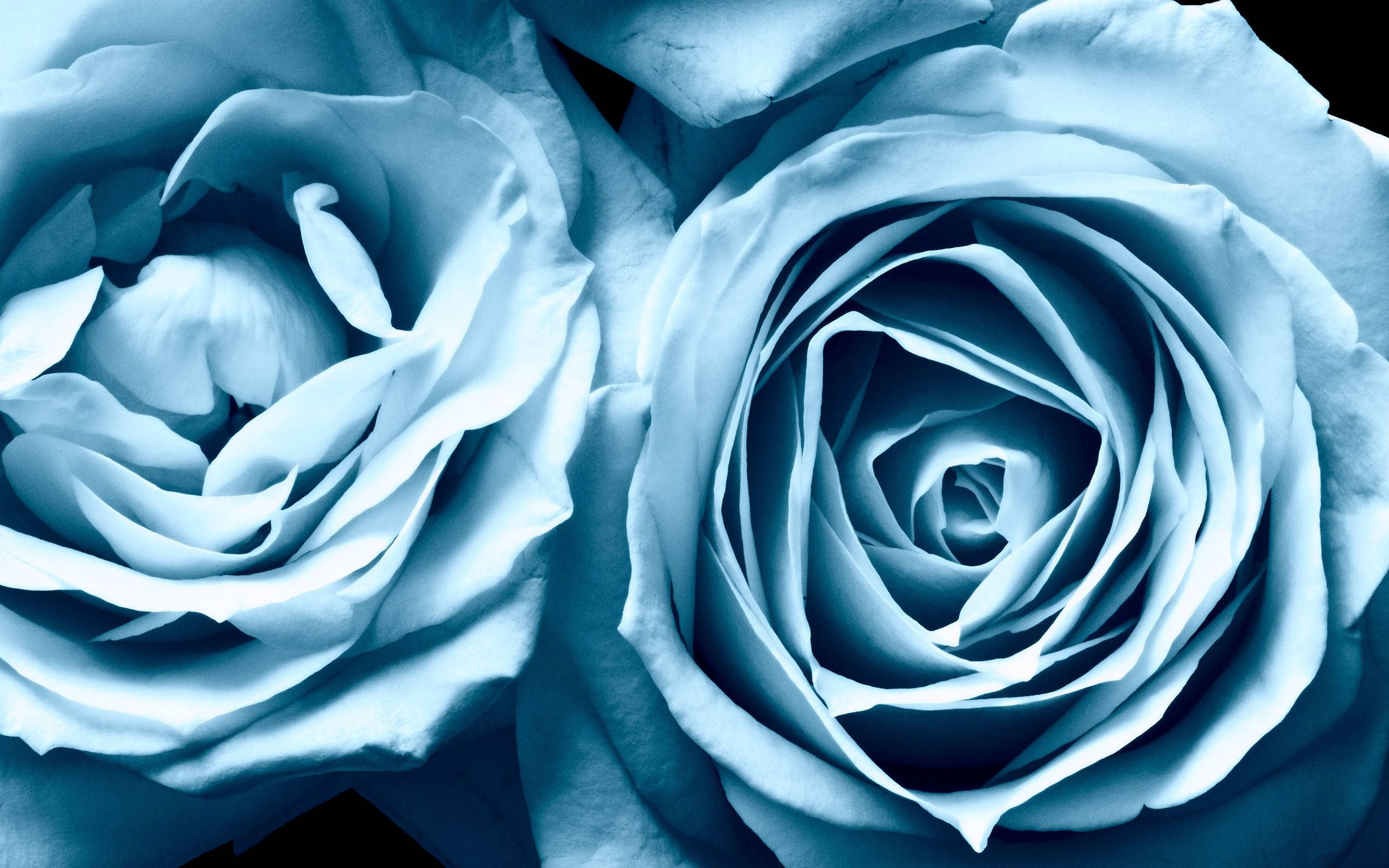 Rosa Azul Claro Estética Fondos de pantalla