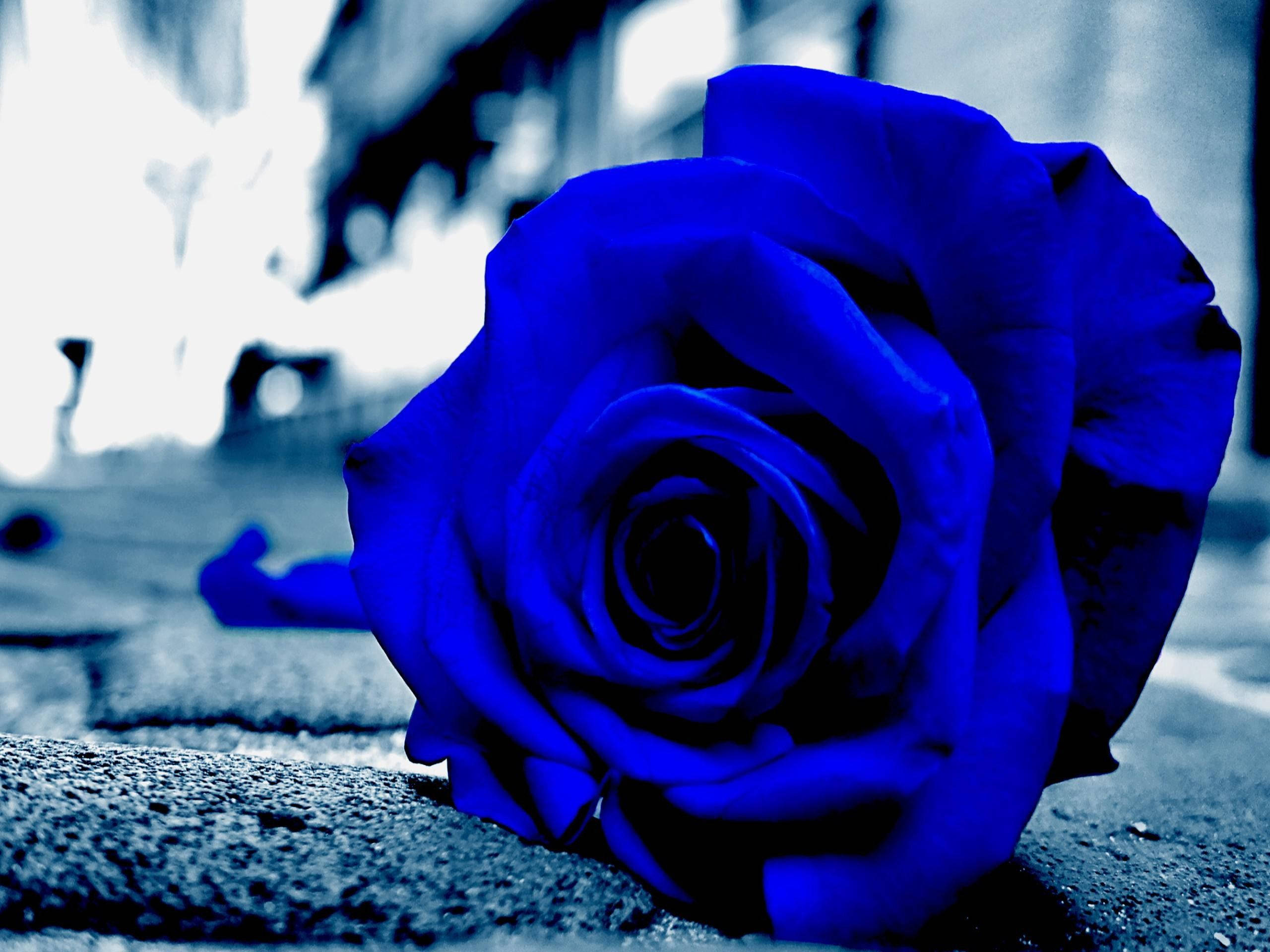 Rosa azul estética en primer plano Fondos de pantalla